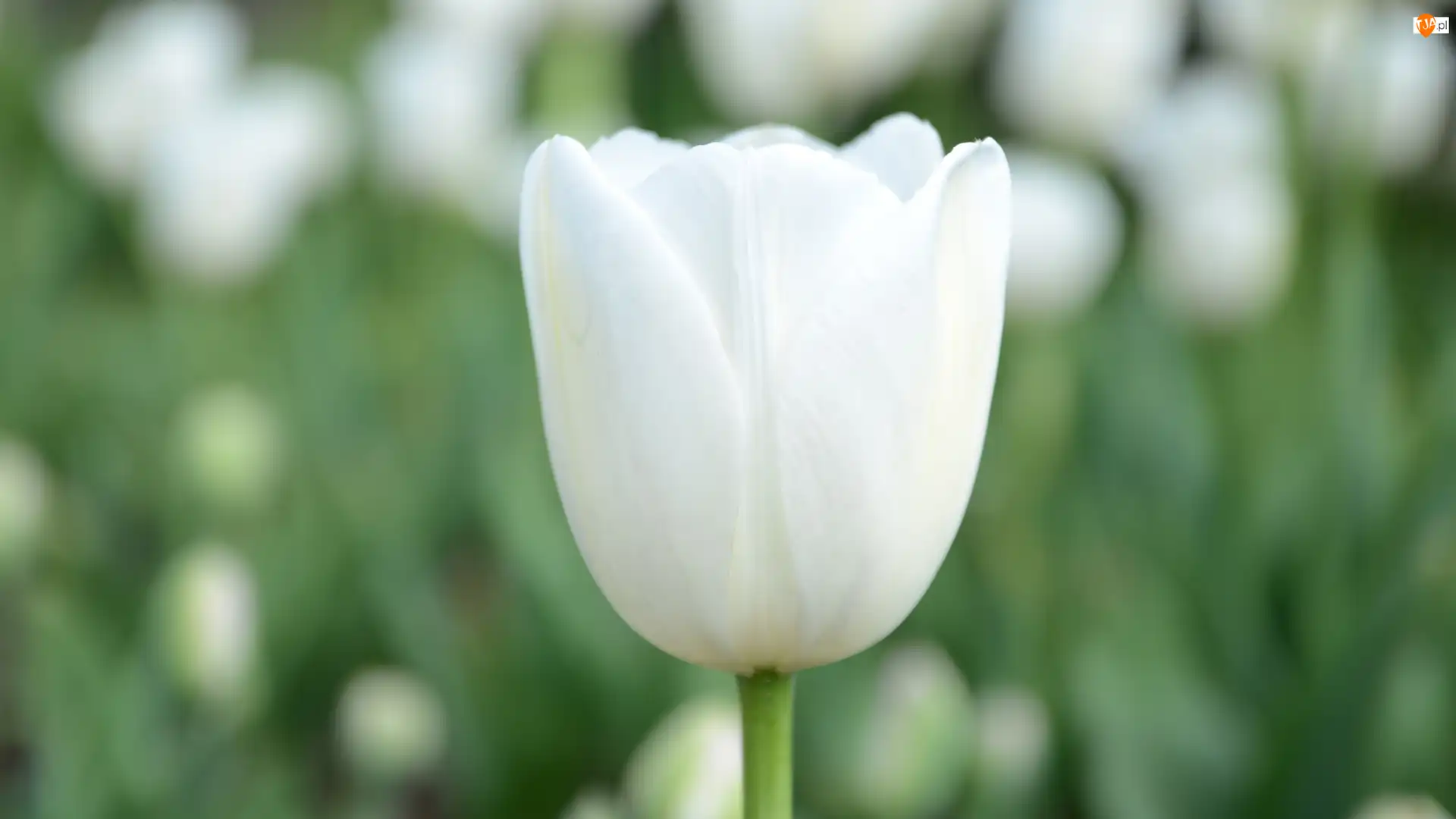 Kwiat, Biały, Tulipan