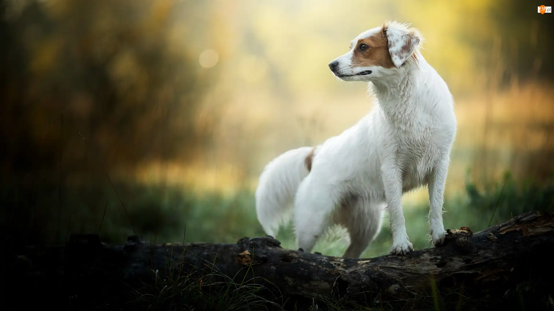 Biały, Pies, Łaty, Bokeh, Brązowe, Kłoda