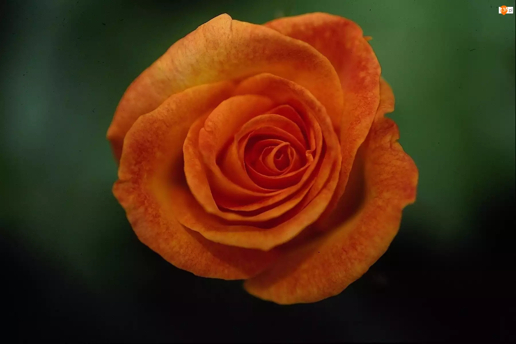 Róży, Pomarańczowy, Kwiat