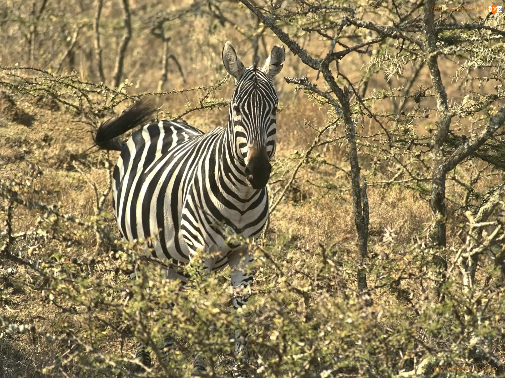 gałęzie, Zebra, akacja, drzewa