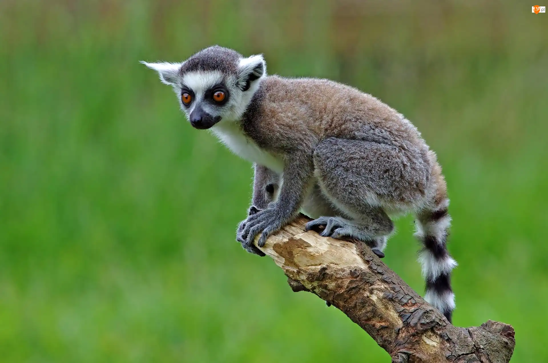 Drzewo, Młody, Lemur