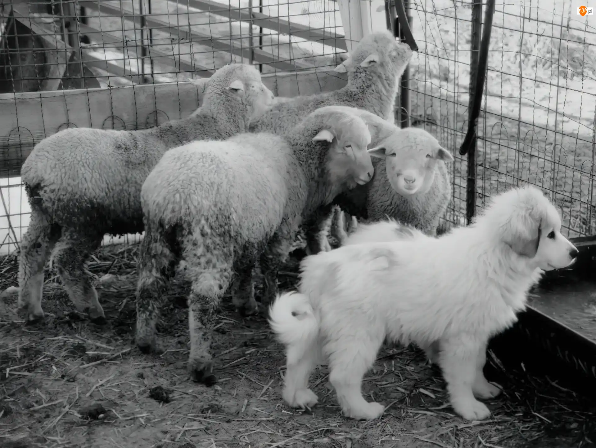 owce, Młody, Owczarek węgierski Kuvasz