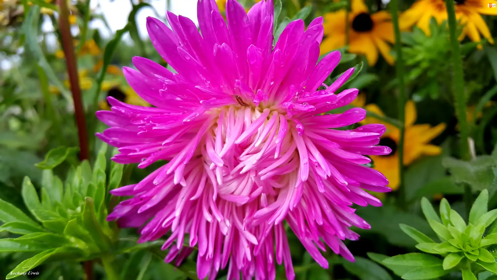 Deszczu, Purpurowy, Aster, Krople
