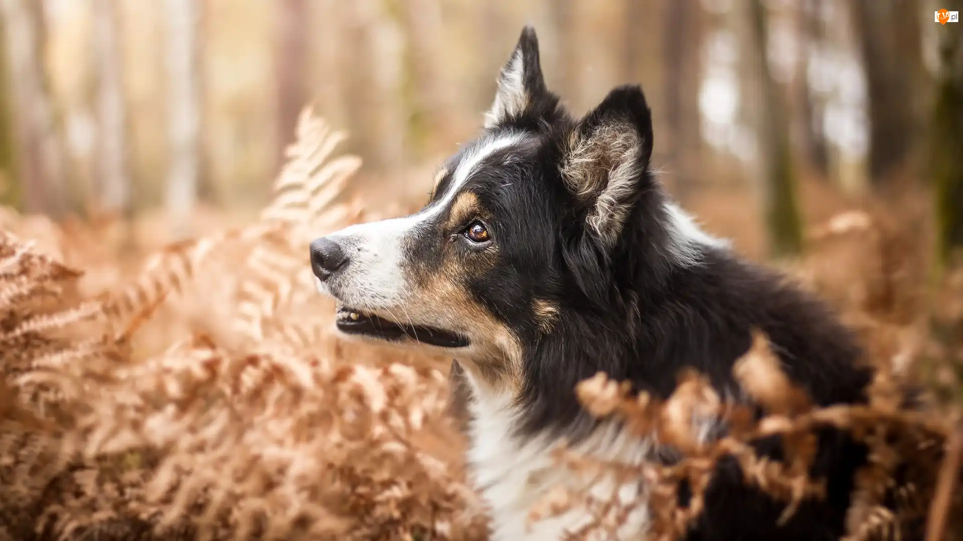 Paprocie, Pies, Border collie, Rośliny