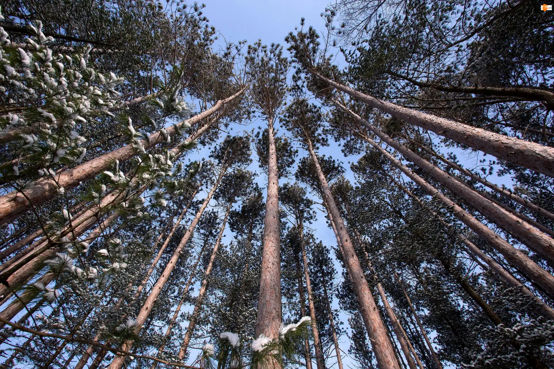 Las, Drzewa, Sosny, Wierzchołki