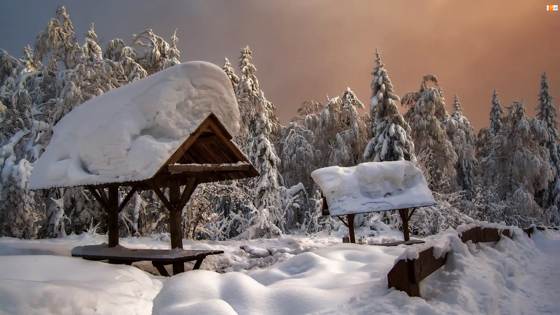 Śnieg, Zima, Las