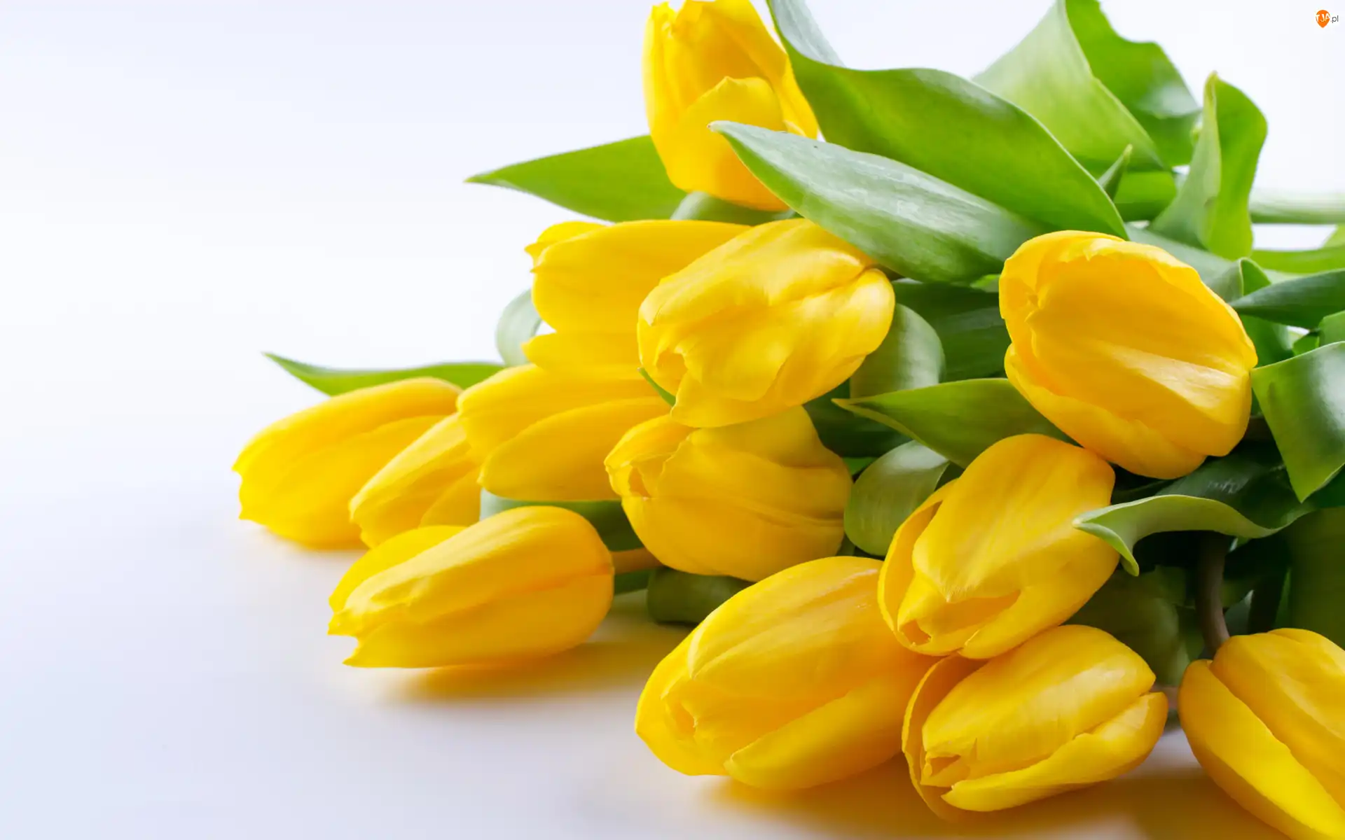 Białe tło, Żółte, Tulipany