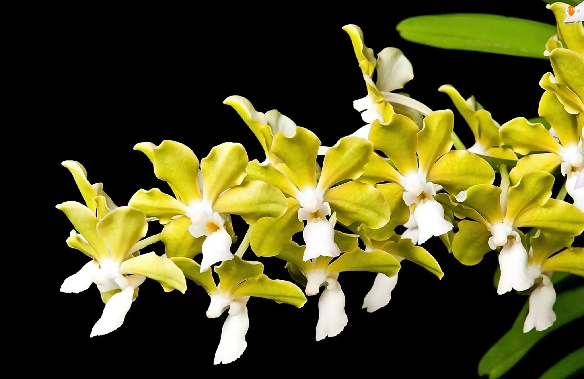 Orchidea, Tło, Biała, Żółto, Czarne