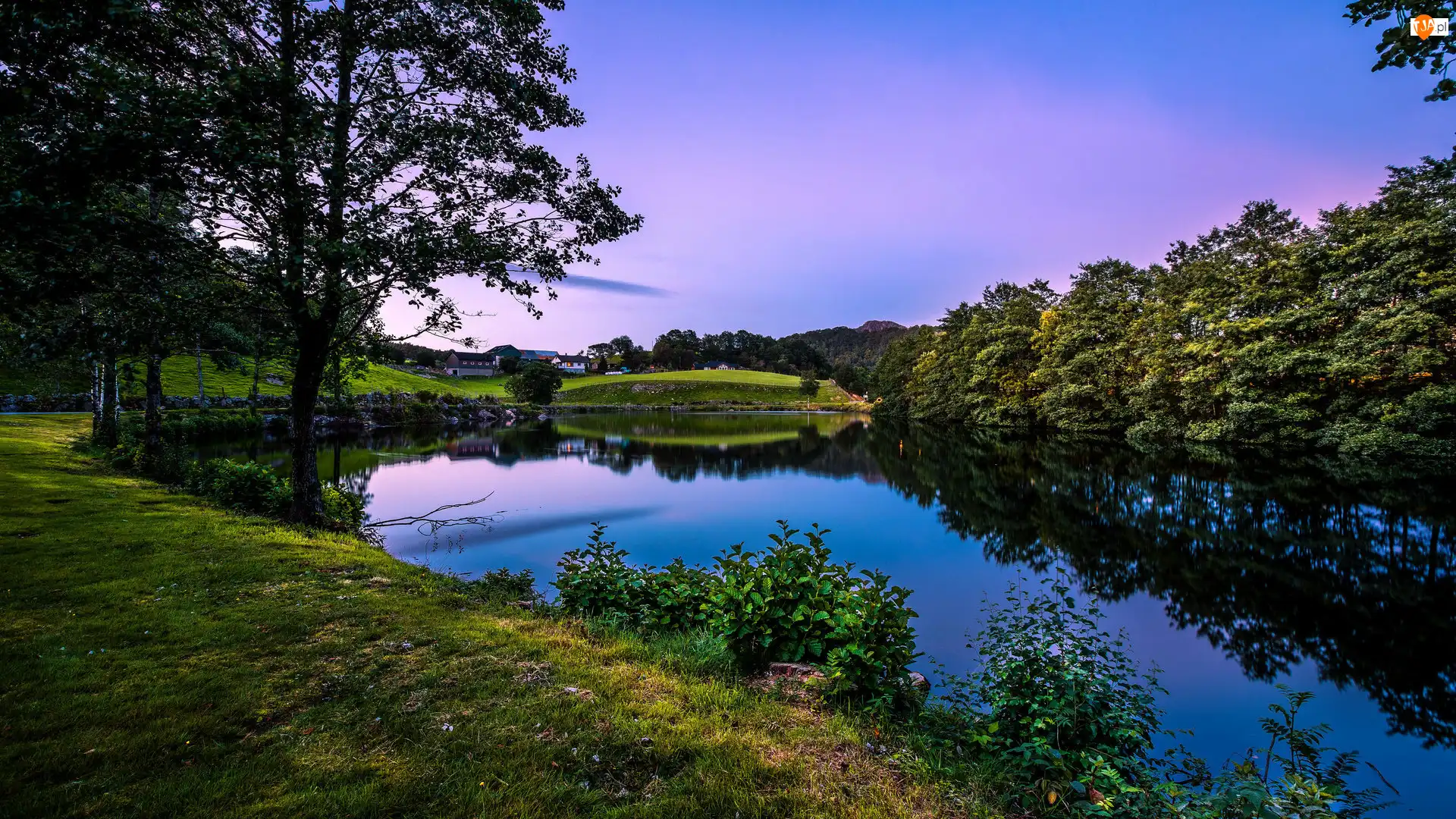 Rośliny, Drzewa, Jezioro