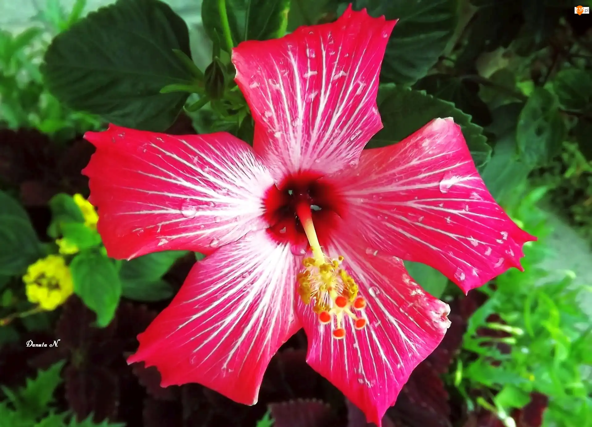 Deszczu, Kwiat, Liście, Ogród, Hibiskus, Krople, Lato, Różowy