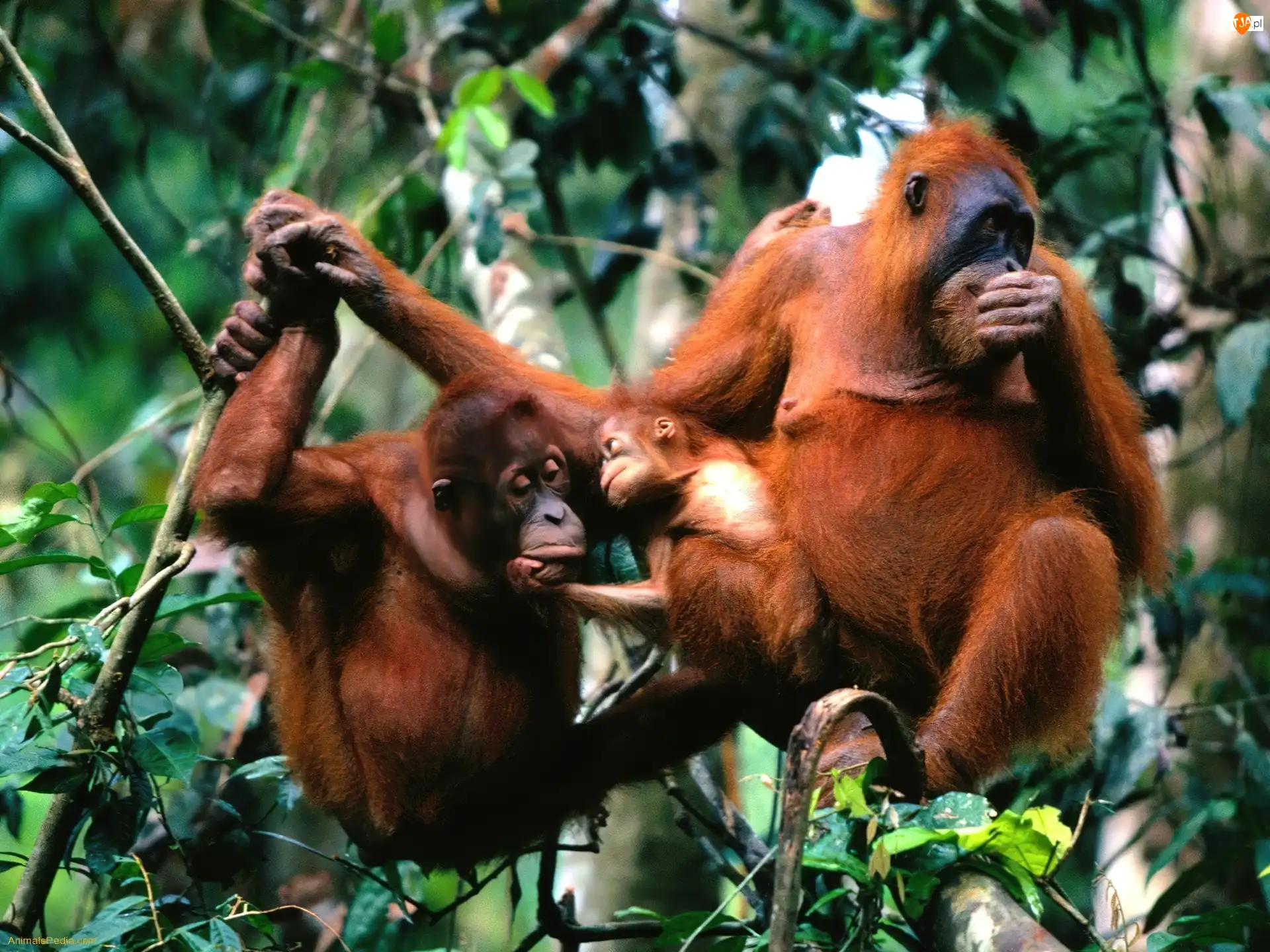 Gałęzie, Trzy, Orangutany
