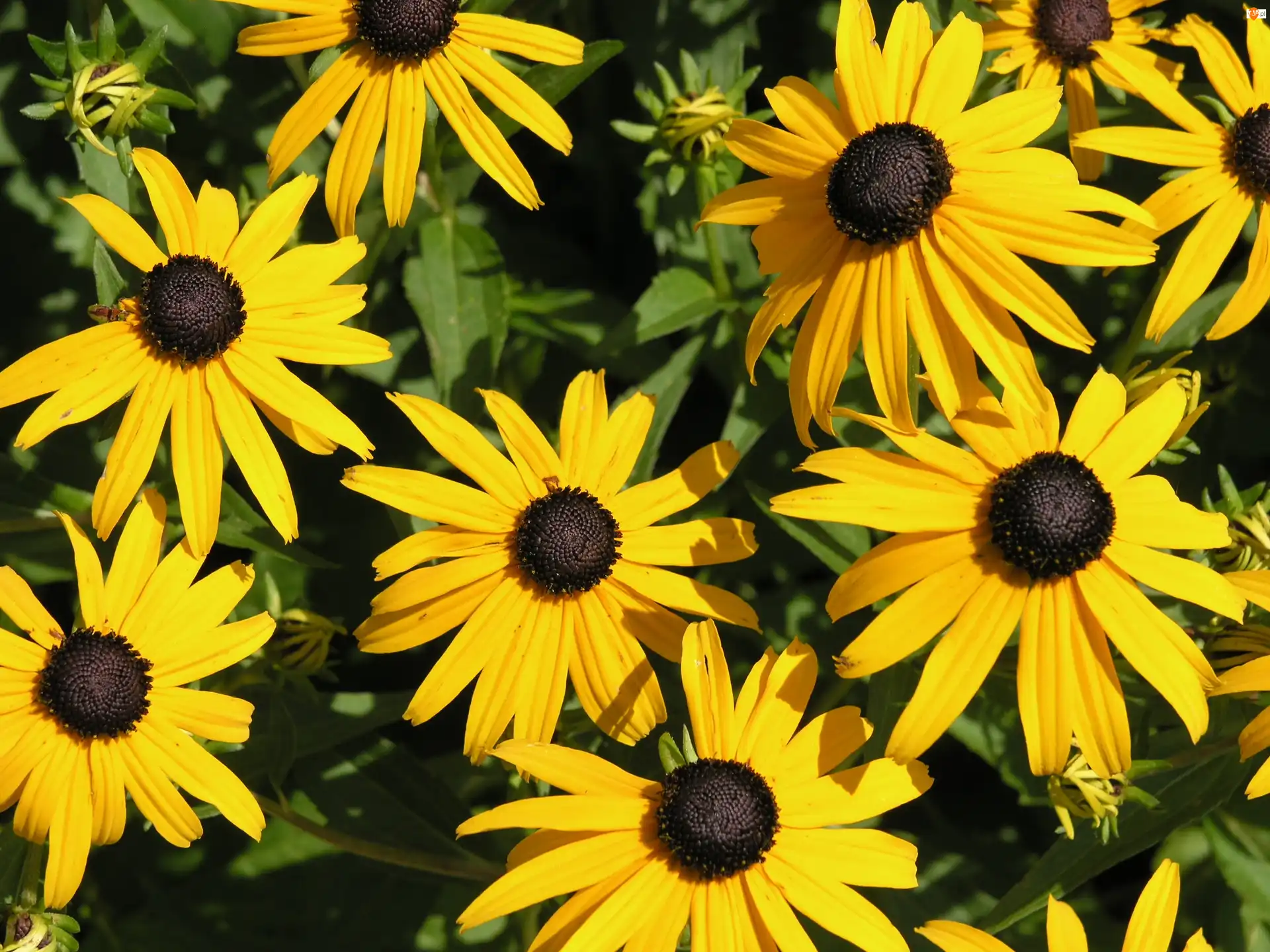 Rudbekia, Żółte, Kwiatki
