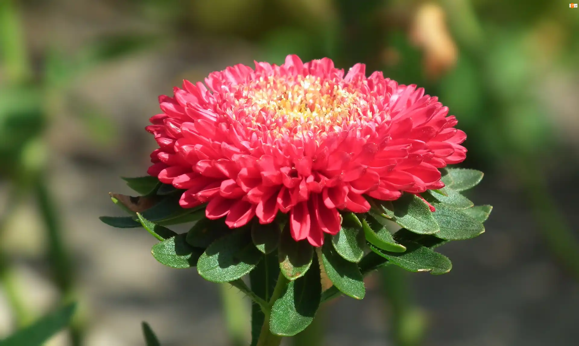 Aster, Przyroda, Kwiat