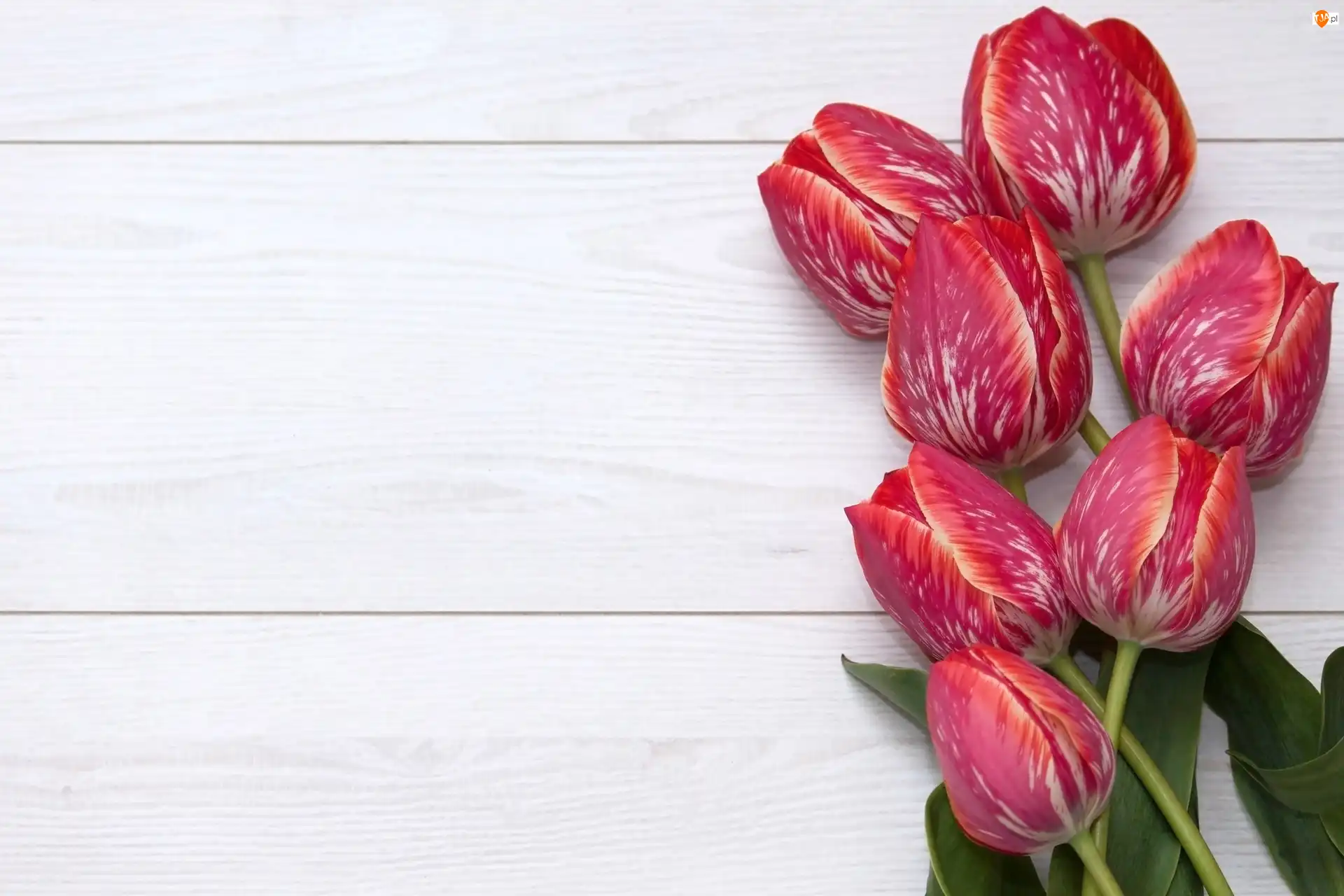 Tulipany, Czerwono-białe, Tulipanów, Deski, Siedem, Białe