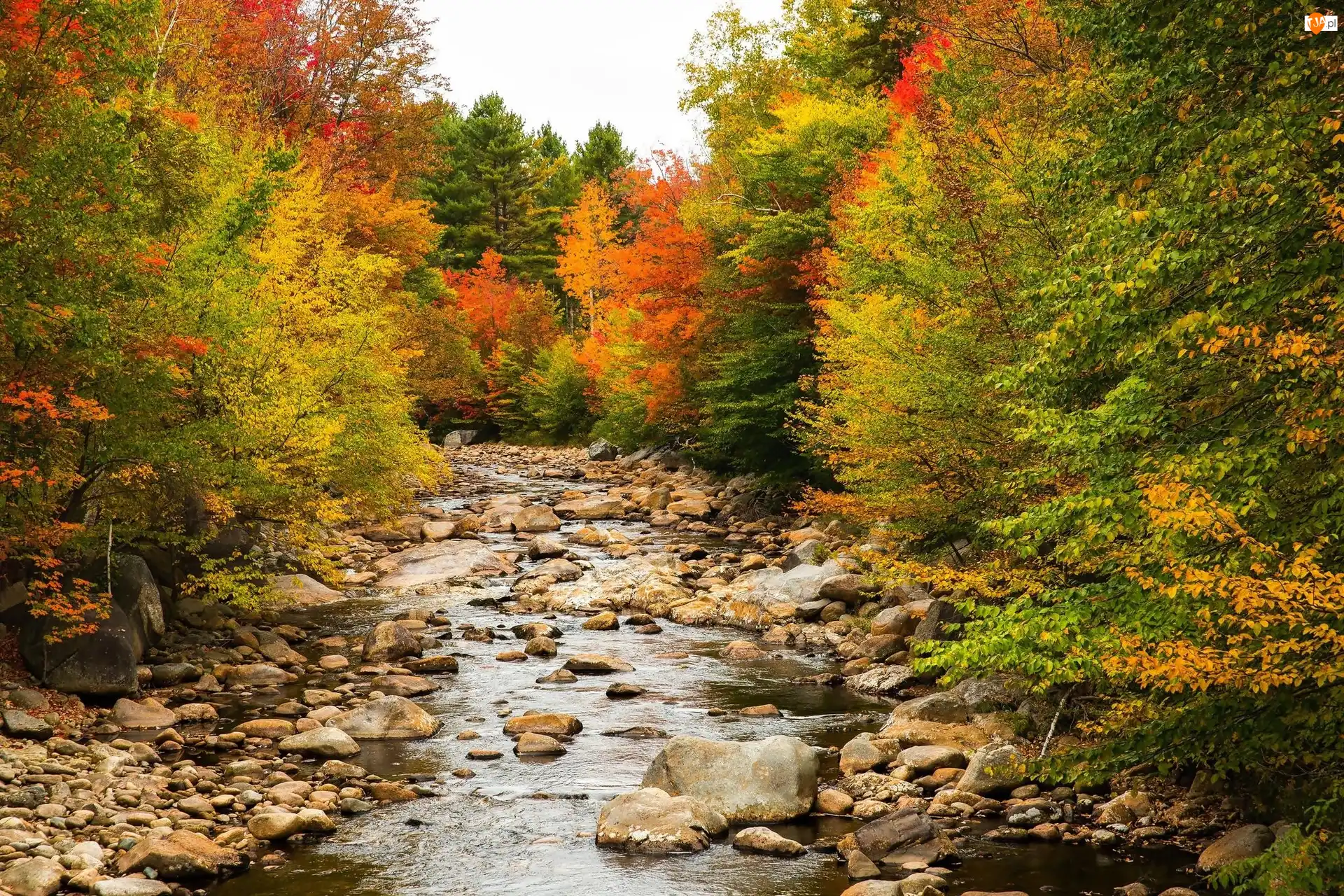 Stan New Hampshire, Stany Zjednoczone, Kamienie, Jesień, Rzeka Pemigewasset River, Las