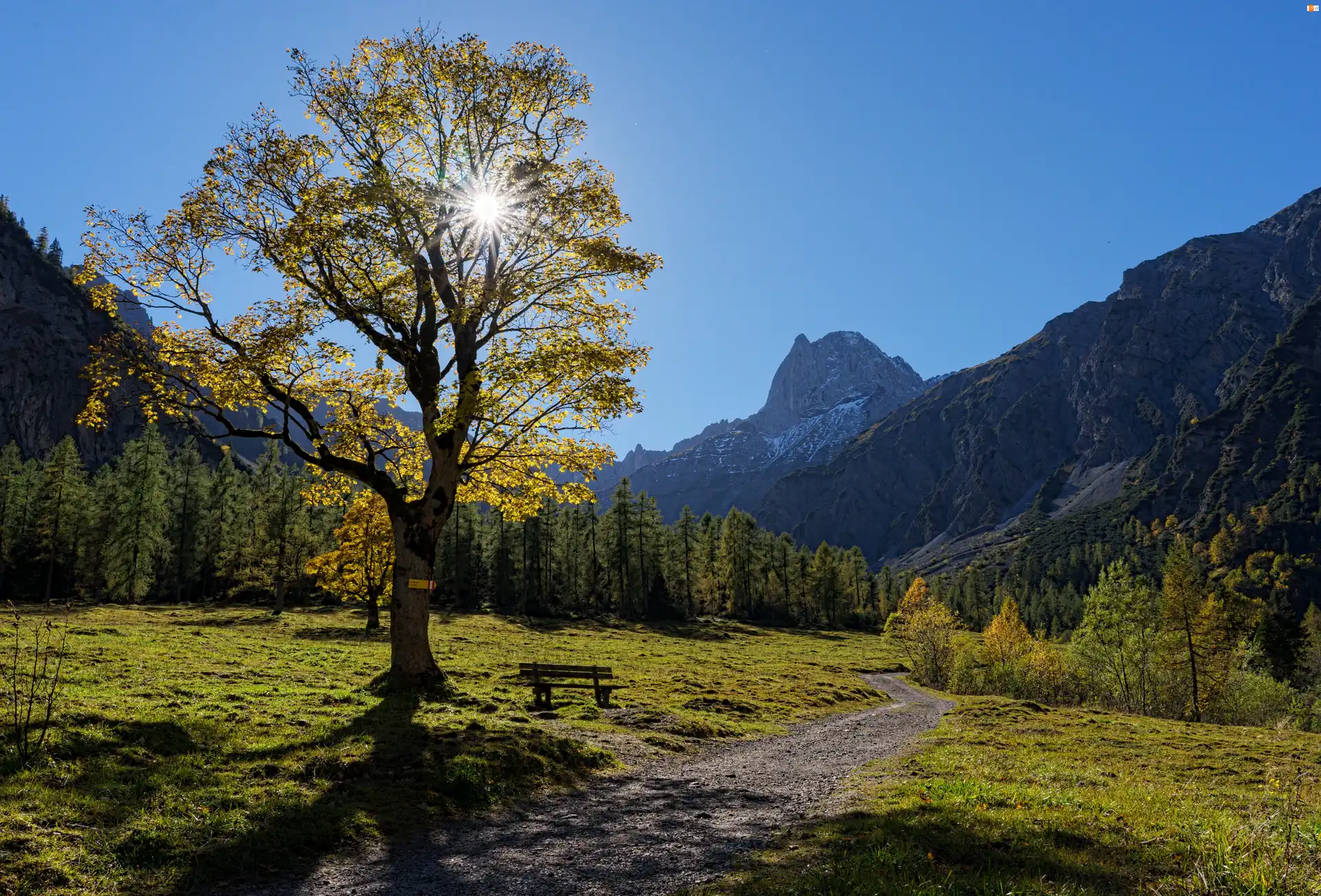 Drzewo, Austria, Wschód słońca, Droga, Góry Tyrol