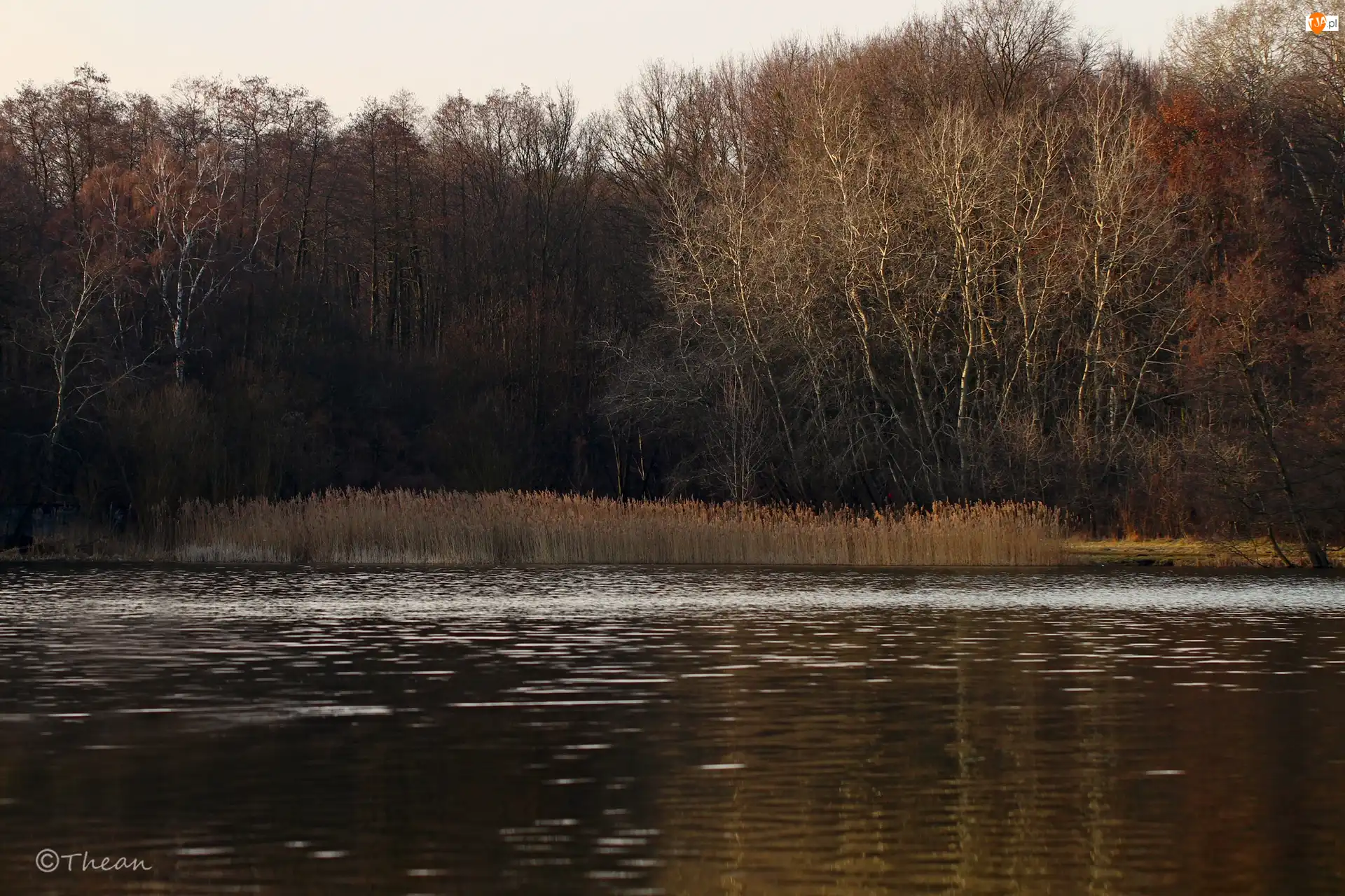 Przedwiośnie, Jezioro, Drzewa