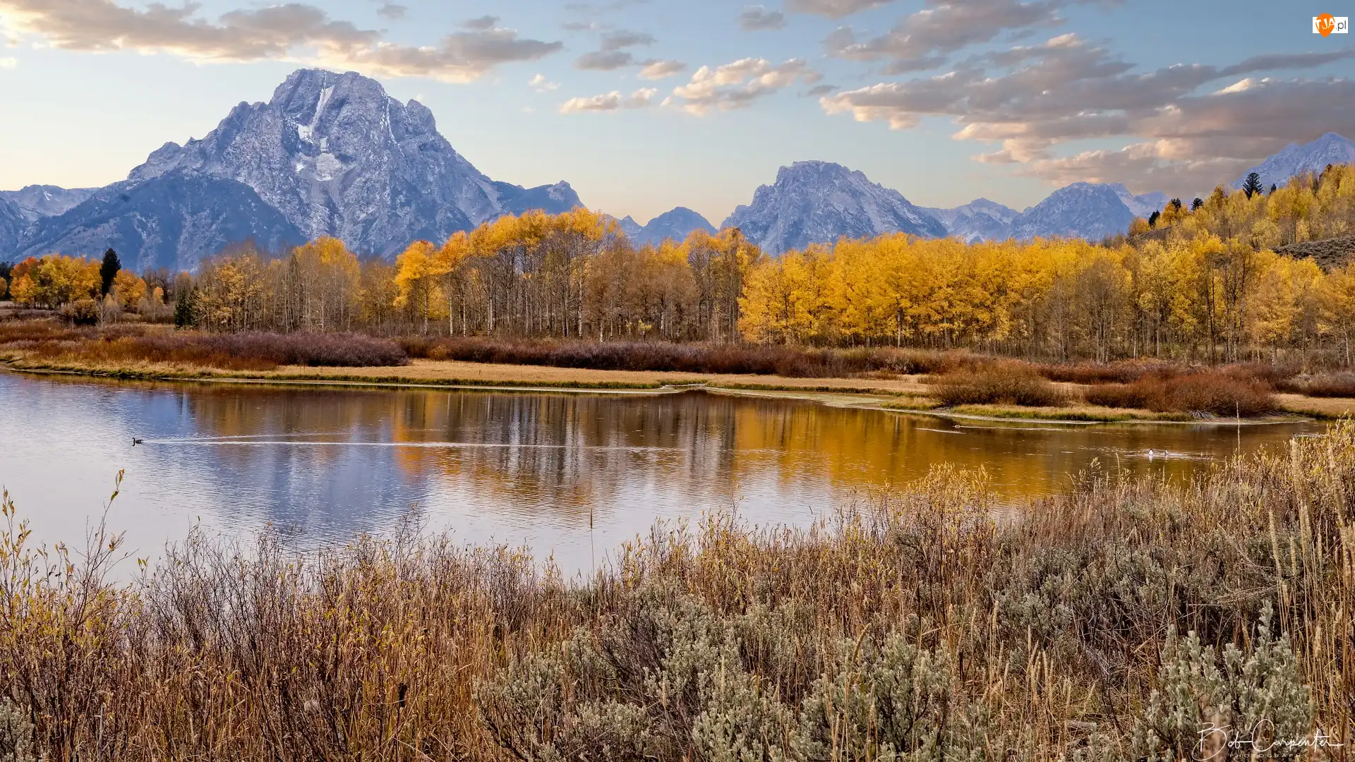 Jezioro, Park Narodowy Grand Teton, Topole osikowe, Stany Zjednoczone, Jackson Lake, Jesień, Teton Range, Drzewa, Góry, Pożółkła, Trawa, Stan Wyoming