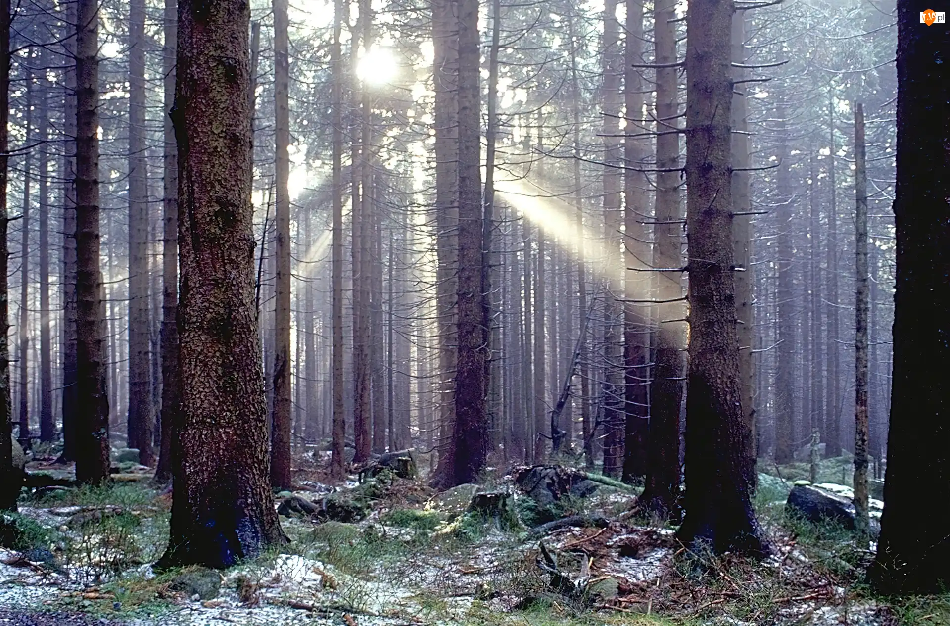 Światło, Las, Przebijające