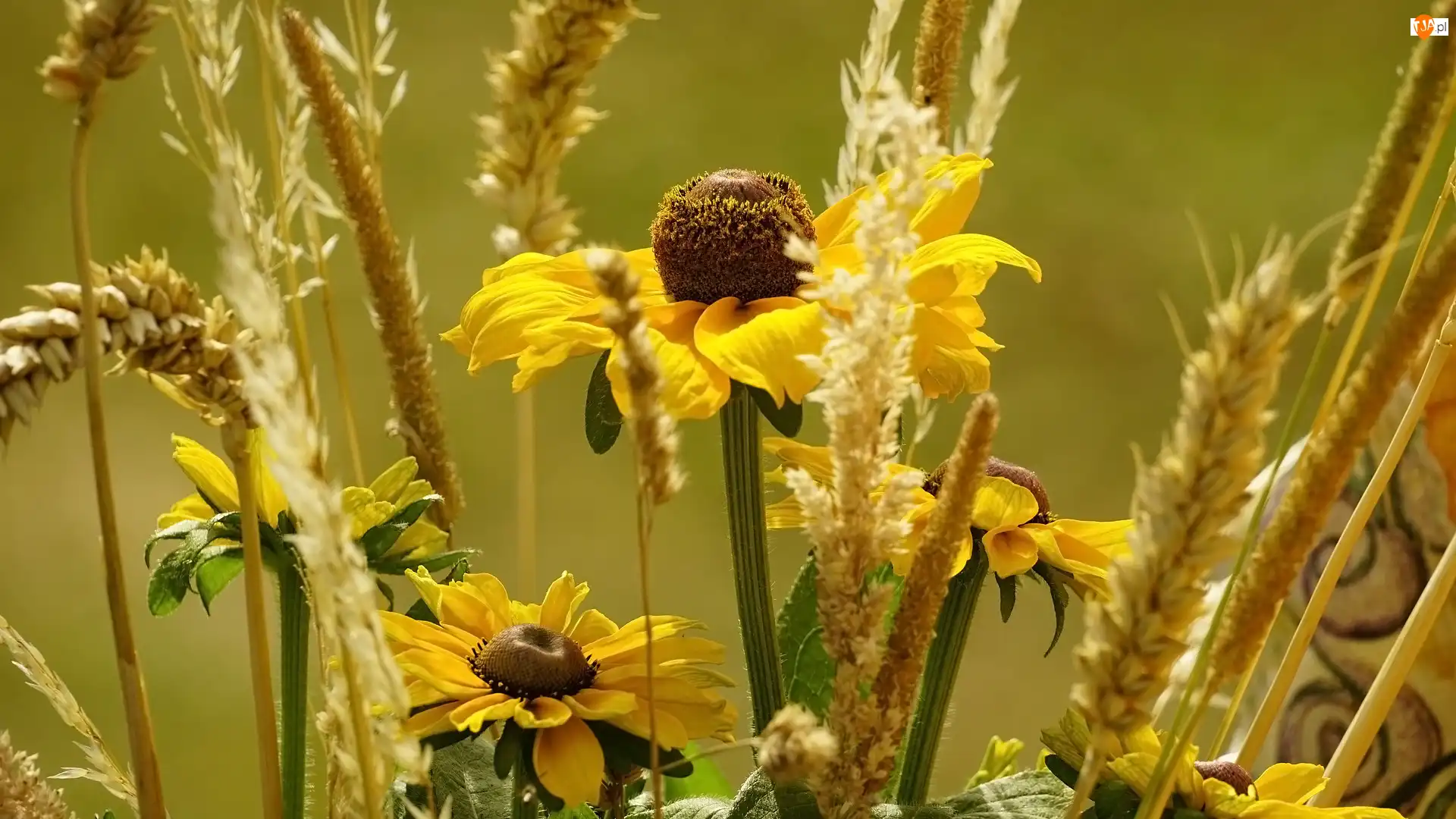 Rudbekie, Trawa, Kwiaty, Żółte, Zboże