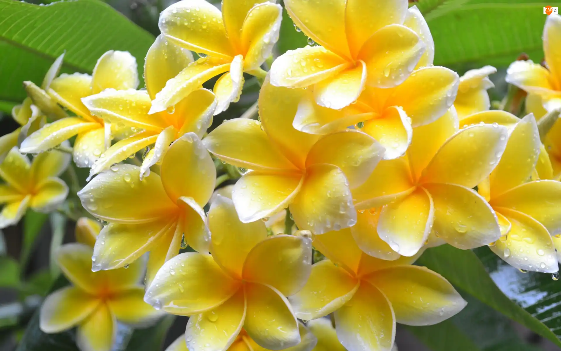 Krople, Plumeria, Żółte, Kwiaty