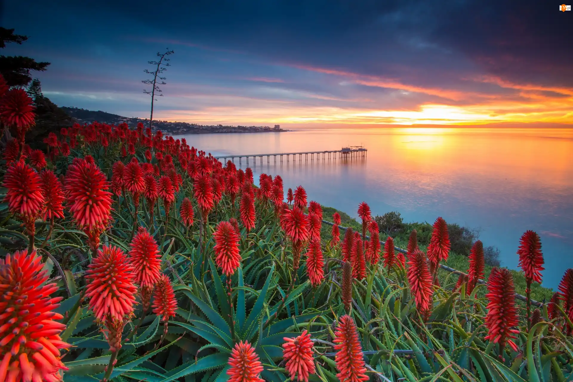 Kwiaty, Zachód słońca Morze, USA, Wybrzeże, Aloes