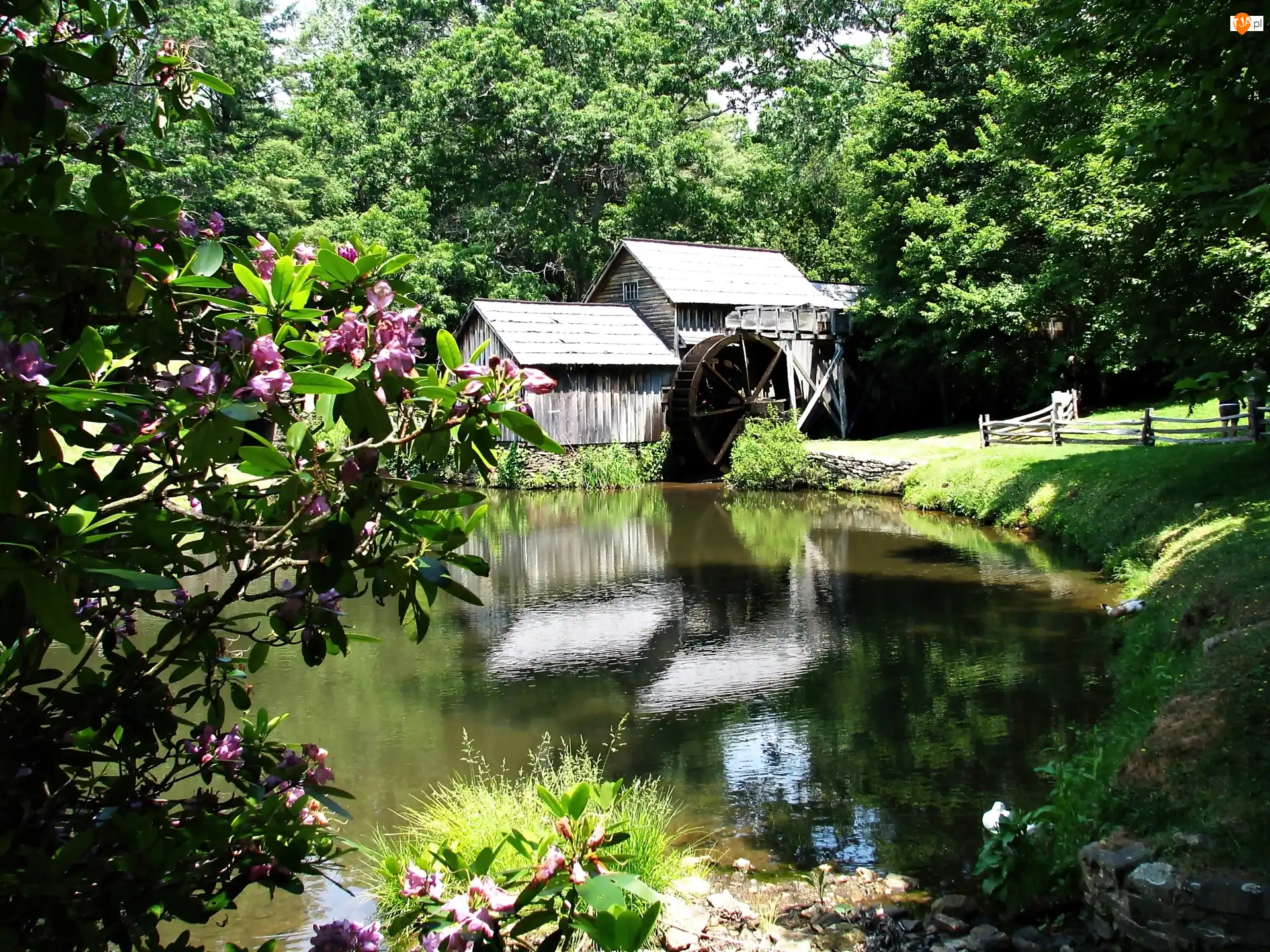 Wodny, Staw, Rododendrony, Młyn, Kwitnące, Drzewa, Łąka
