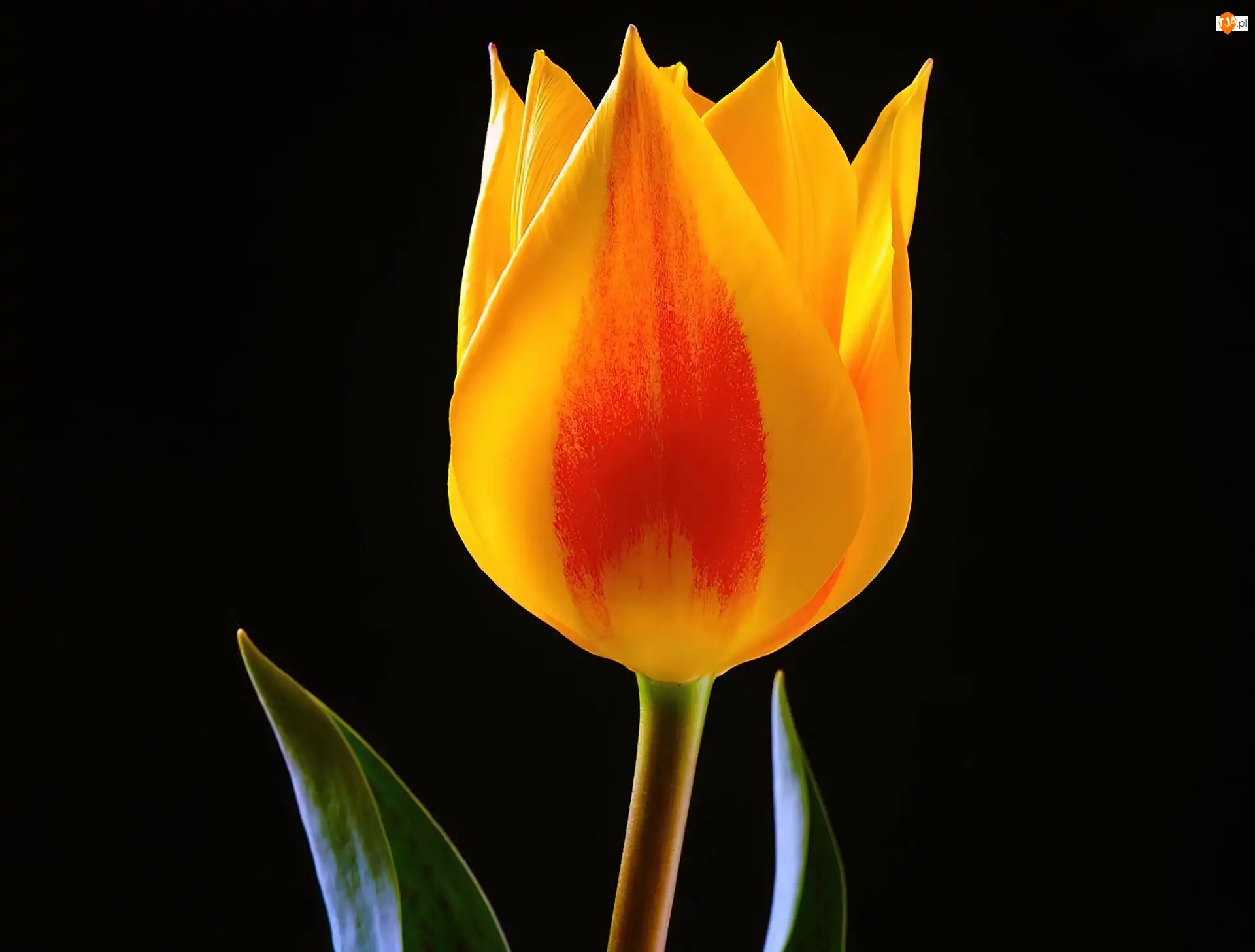 Tło, Żółty, Tulipan, Czarne