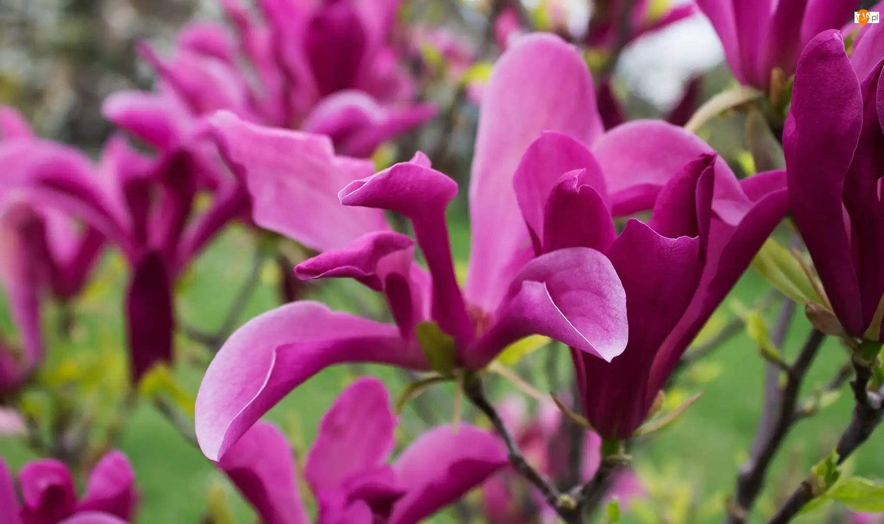 Magnolia, Purpurowa
