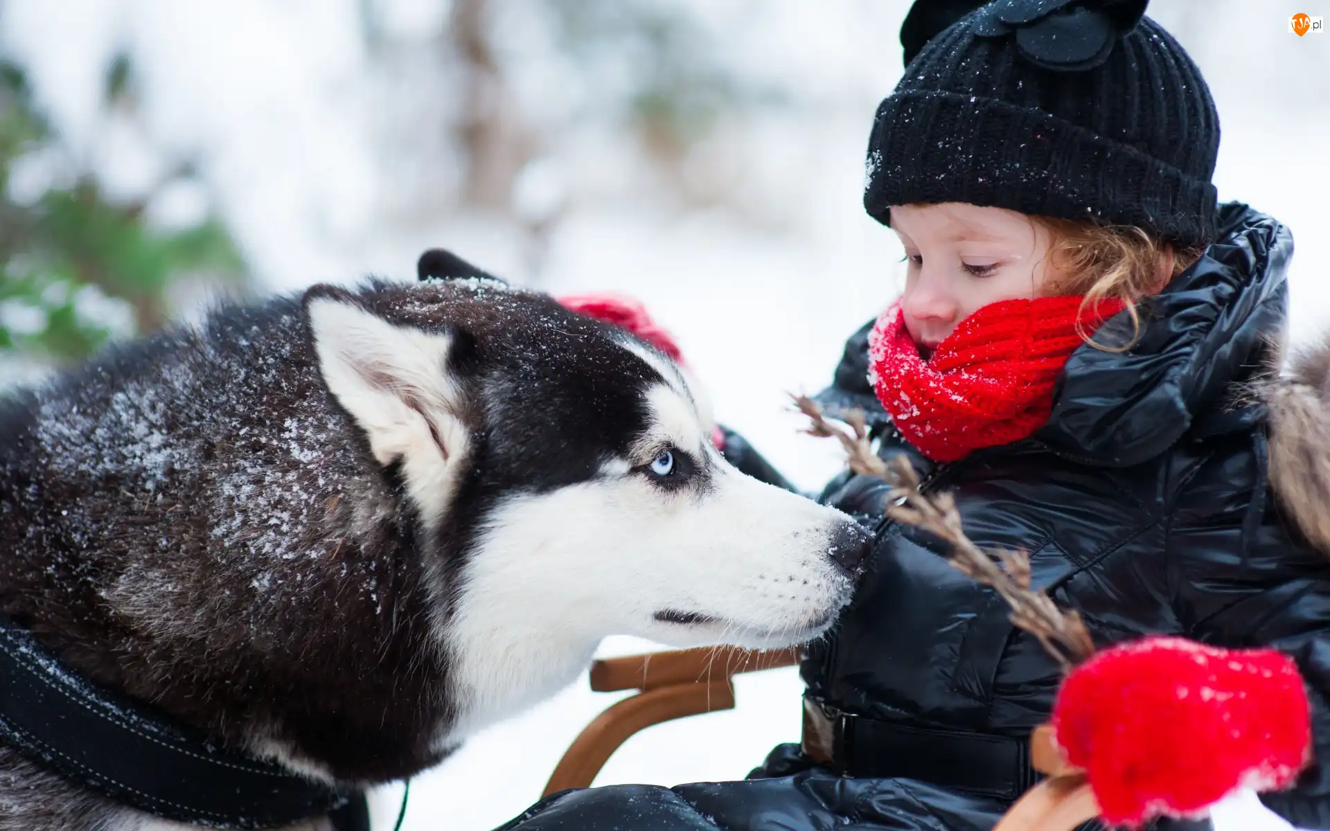 Gałązka, Siberian Husky, Zima, Dziecko, Pies