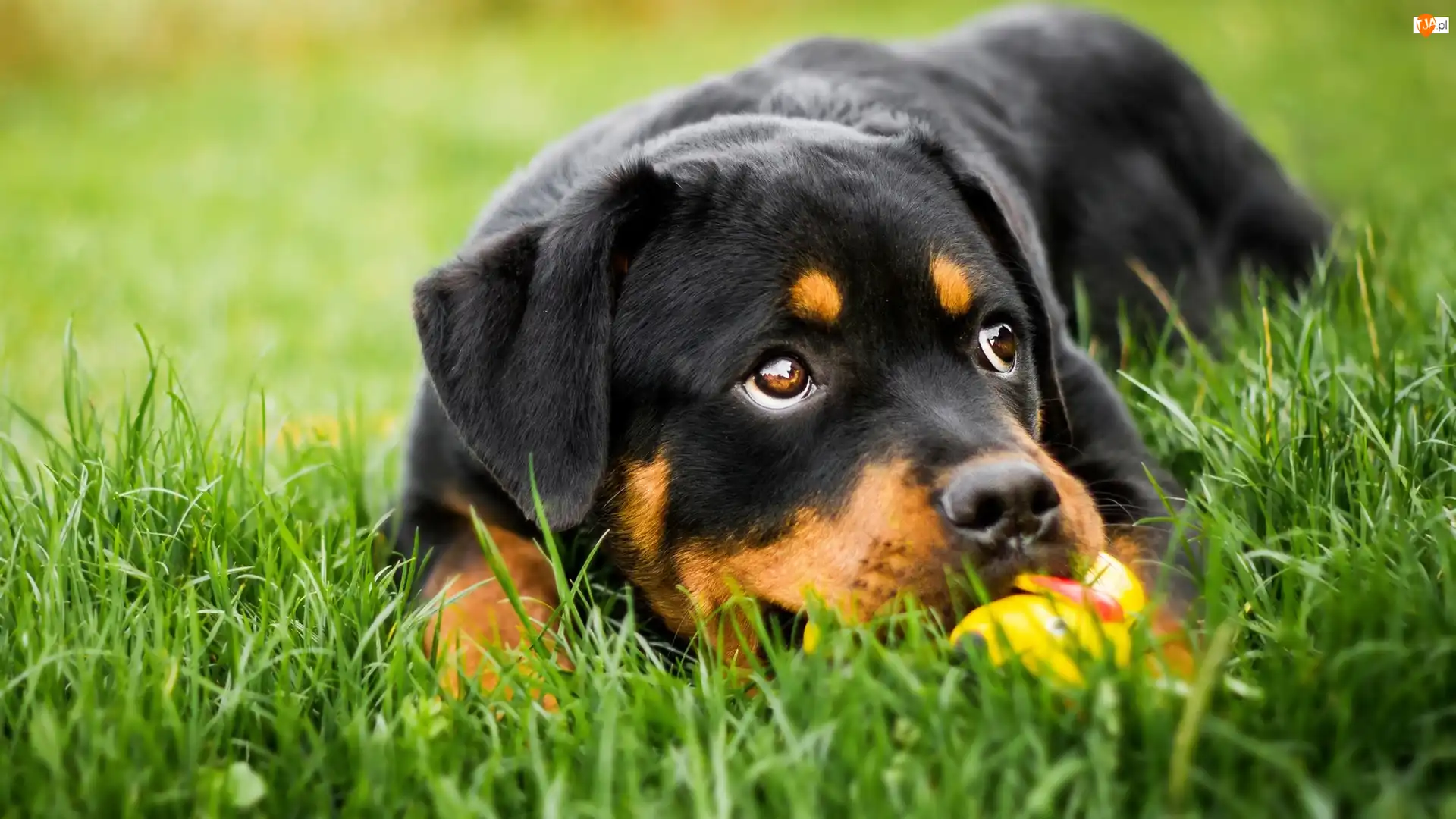 Szczeniak, Trawa, Pies, Leżący, Rottweiler