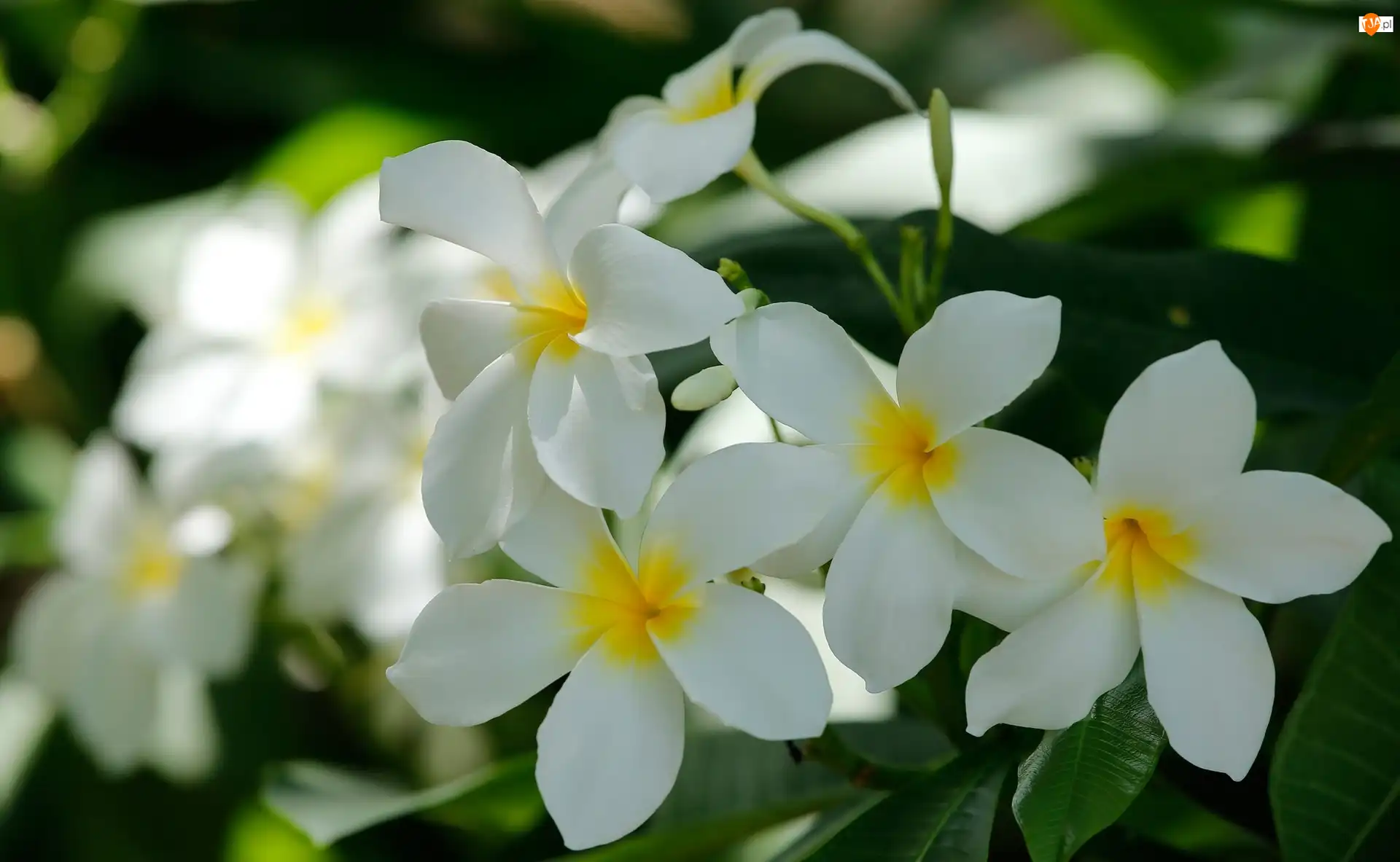 Kwiaty, Plumeria, Białe