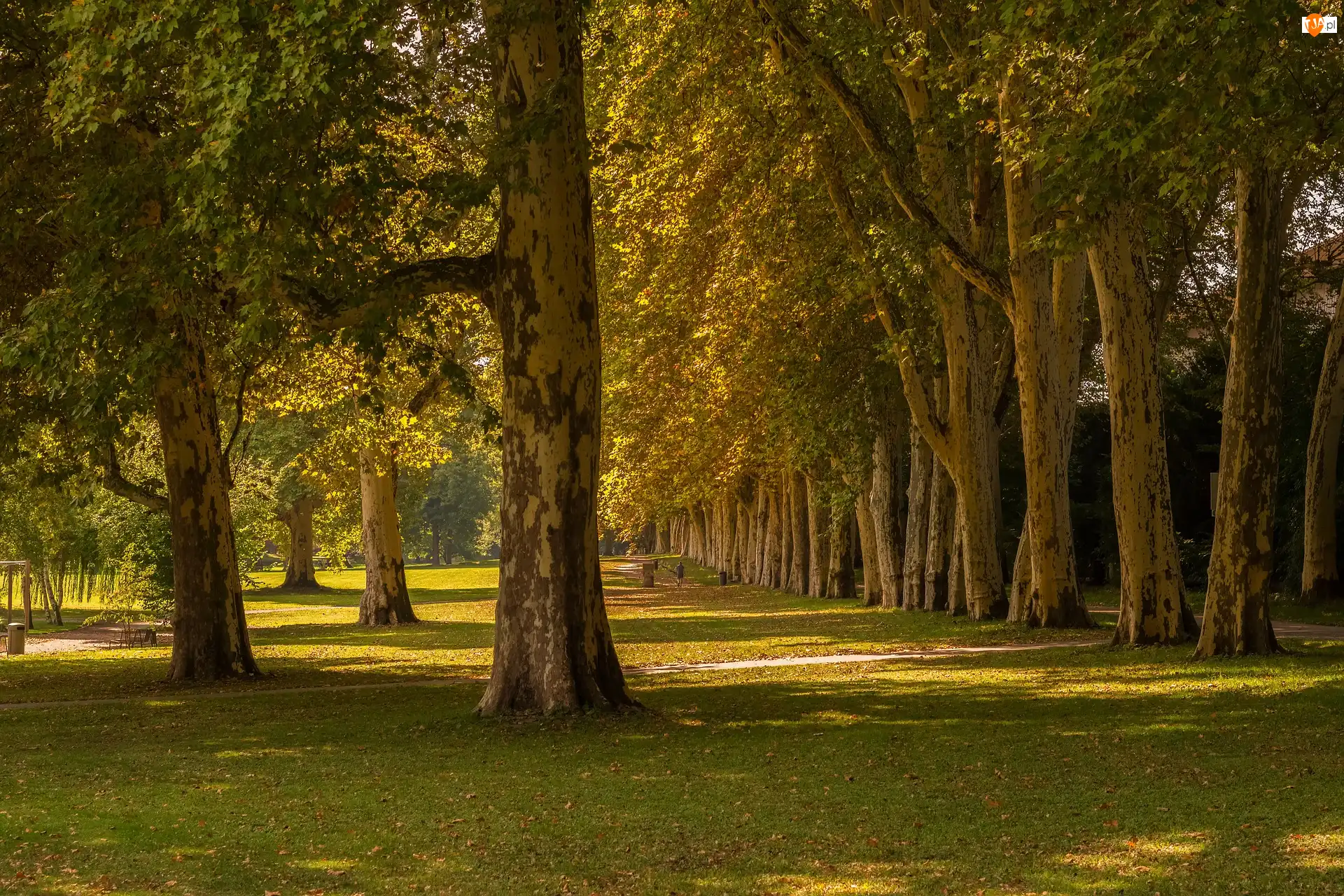 Drzewa, Park, Słoneczny, Lato, Trawa, Dzień