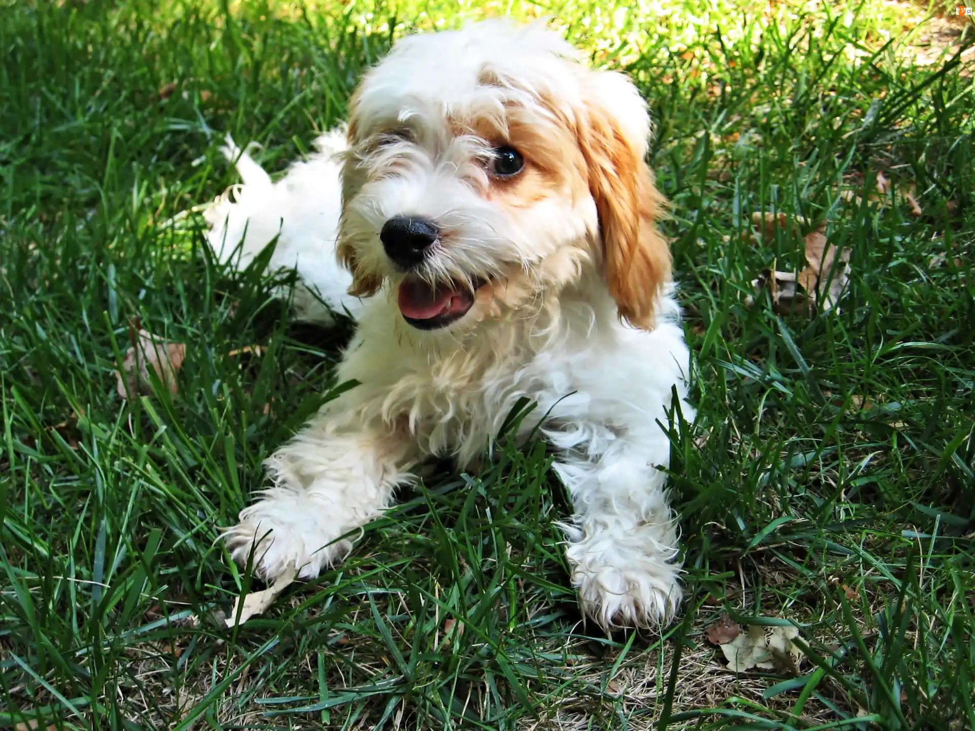 Trawa, Biały, Szczeniak, Cavapoo