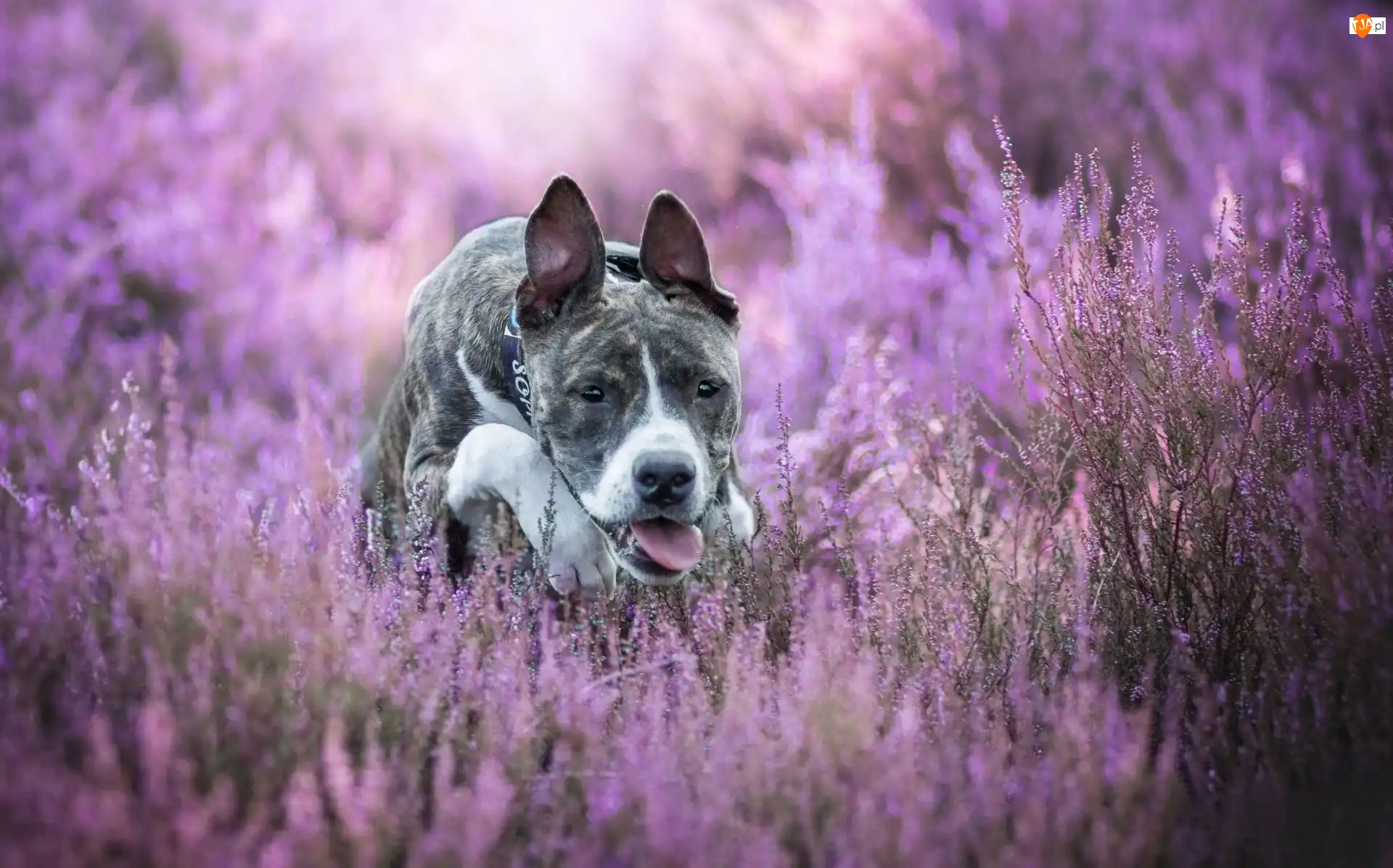 Wrzosy, Pies, Amstaff