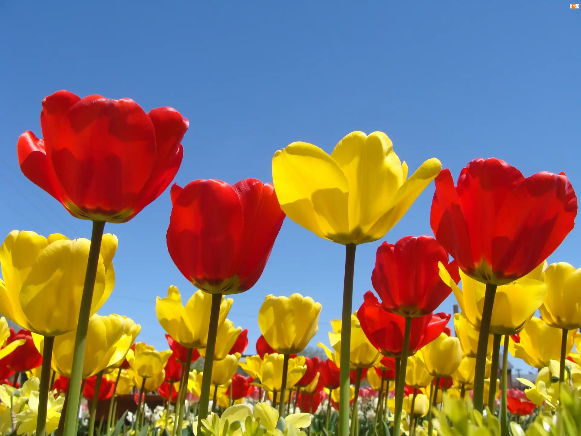 Tulipany, Czerwone, Żółte