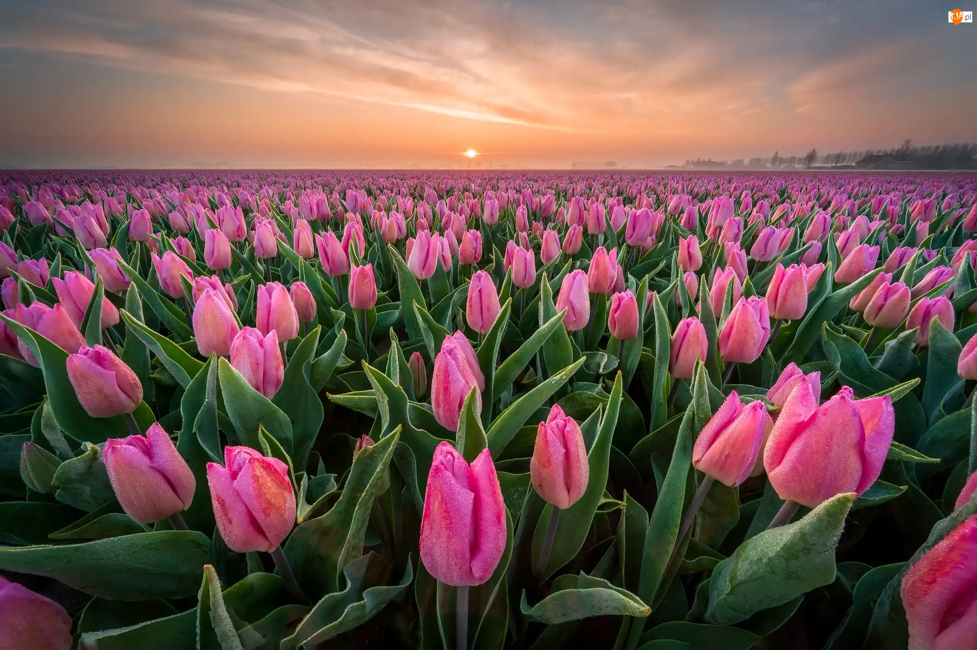 Plantacja, Różowe, Tulipany, Wschód słońca