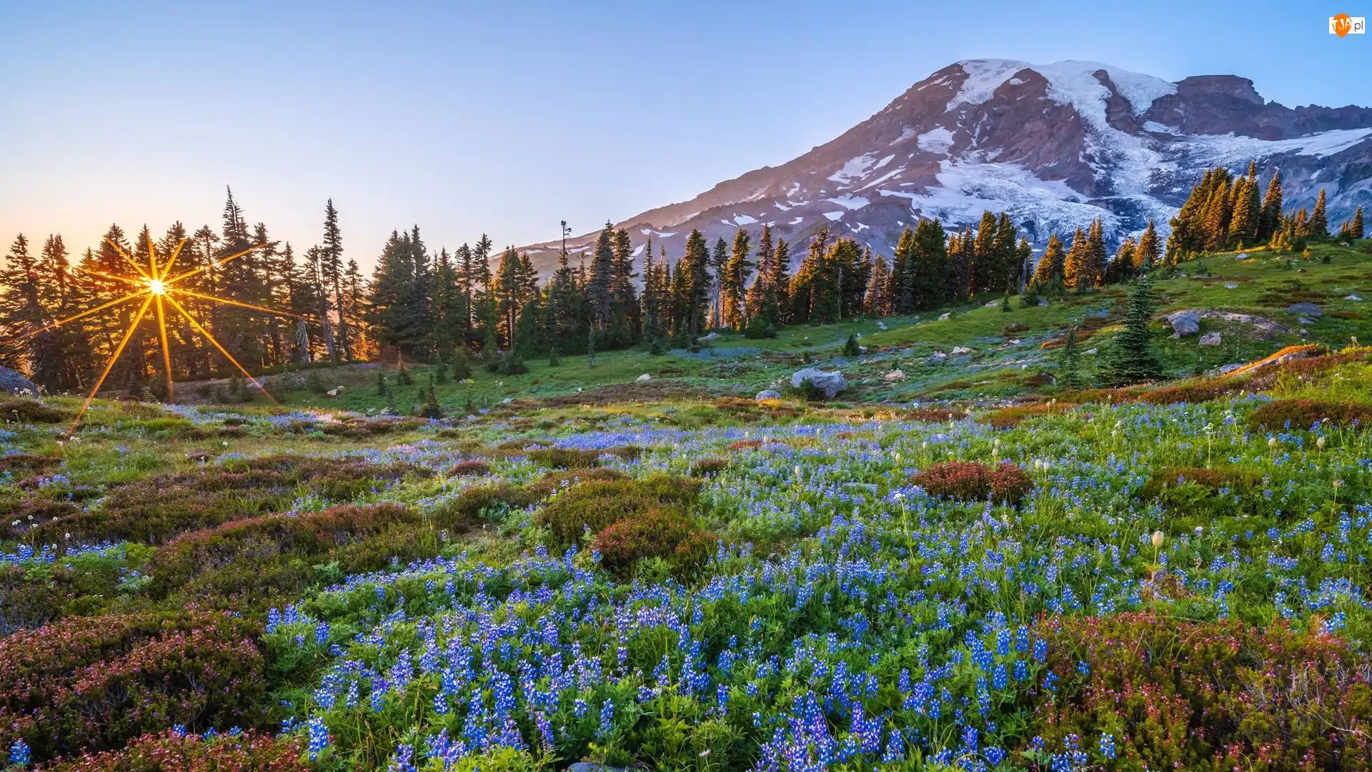 Promienie słońca, Góra, Łąka, Stany Zjednoczone, Kwiaty, Szczyt, Mount Rainier, Park Narodowy Mount Rainier, Stan Waszyngton