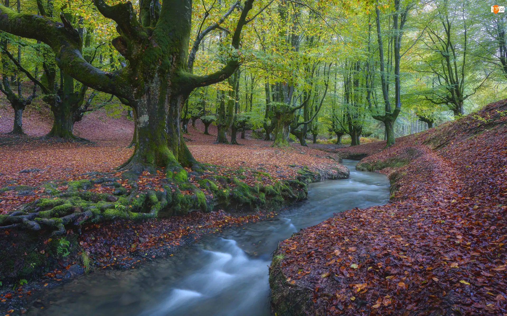 Park Narodowy Gorbea, Las, Rzeka, Kraj Basków, Drzewa, Liście opadłe, Hiszpania, Strumień