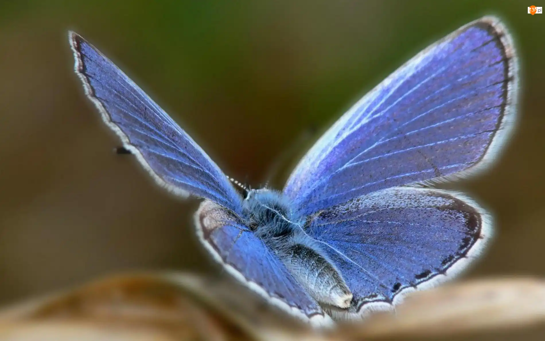 Pyłek, Motyl, Modraszek ikar, Skrzydła