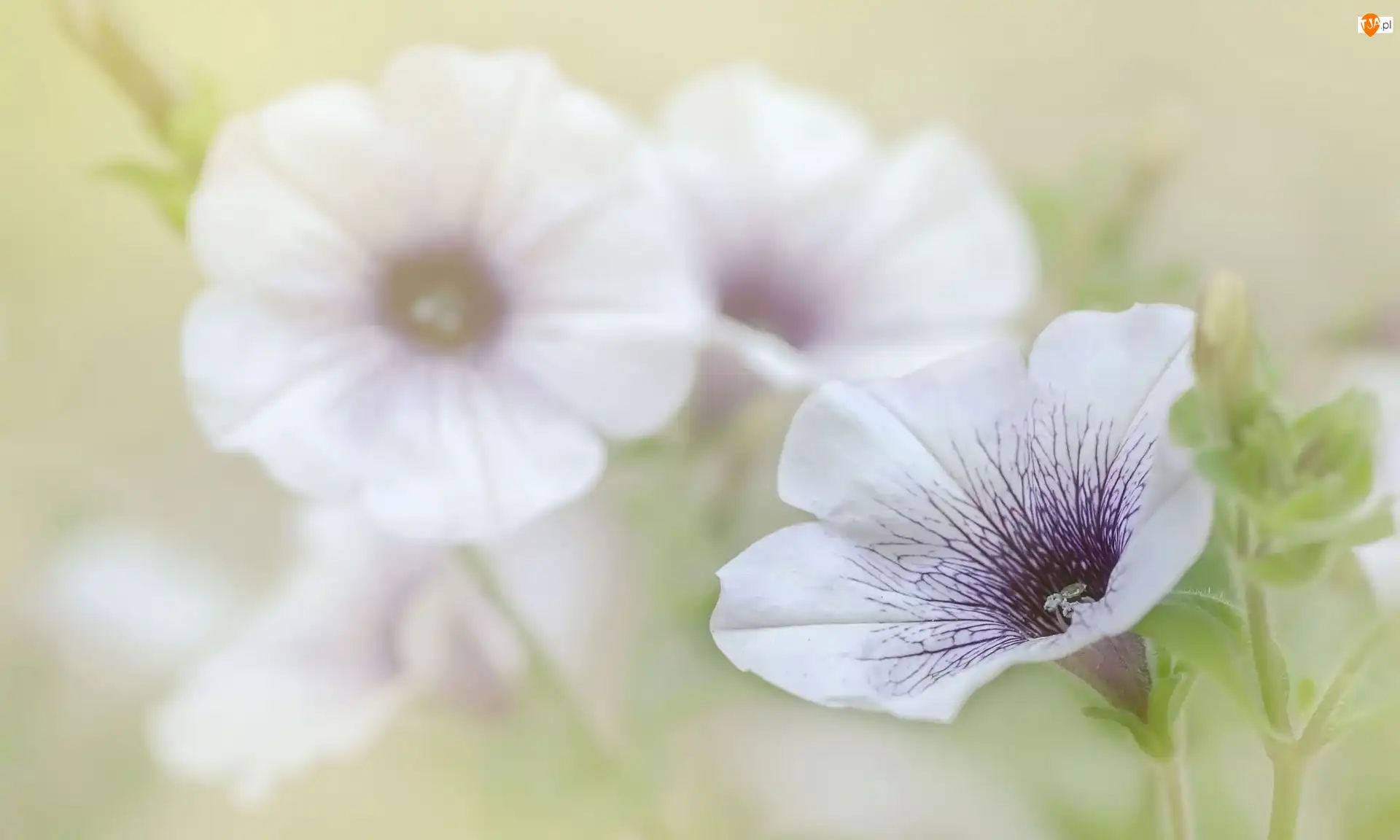 Rozmycie, Kwiaty, Biało-fioletowa, Petunia