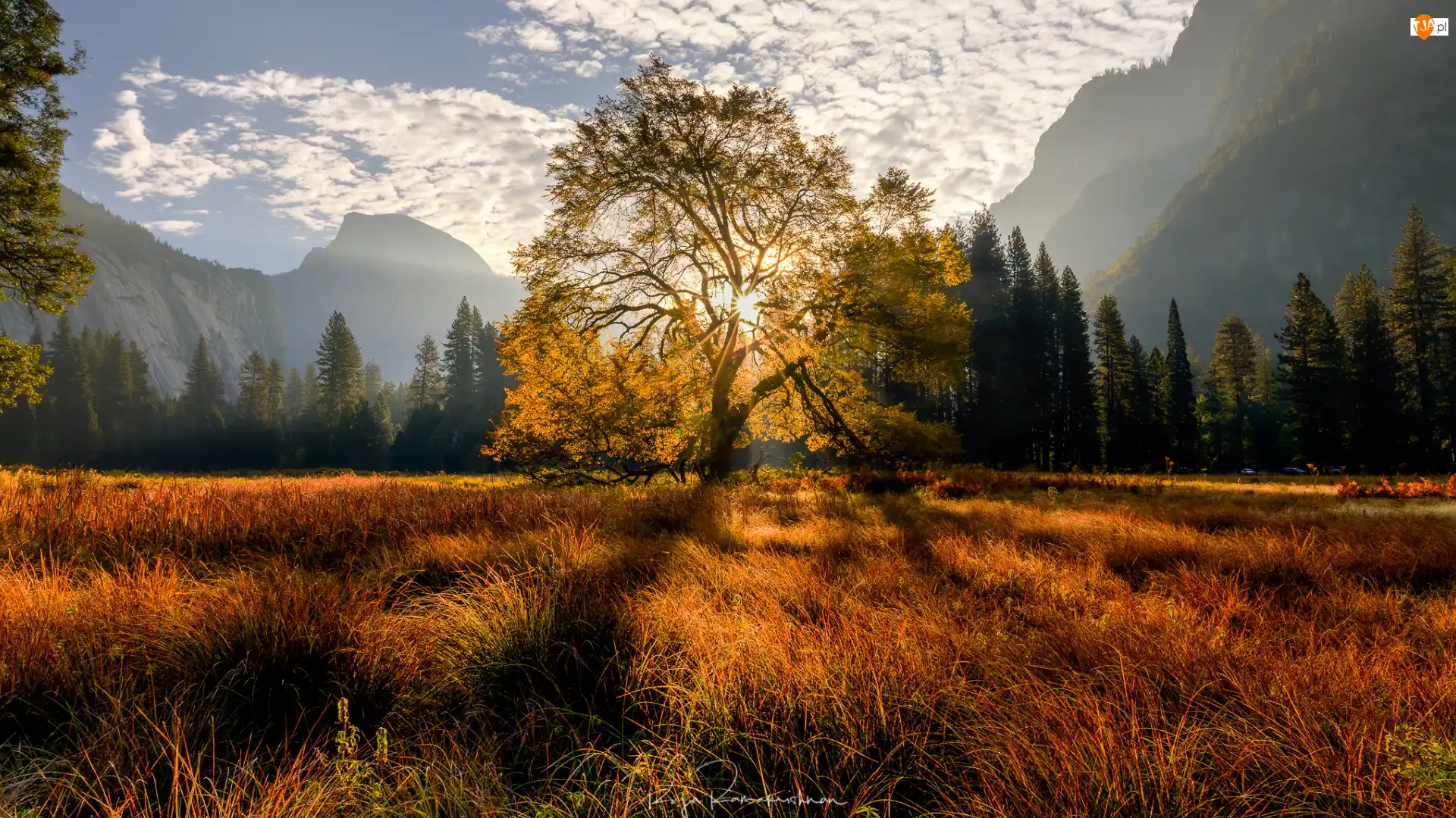 Dolina, Drzewo, Promienie słońca, Stany Zjednoczone, Park Narodowy Yosemite, Góry, Drzewa, Jesień, Wiąz, Las, Trawa, Kalifornia