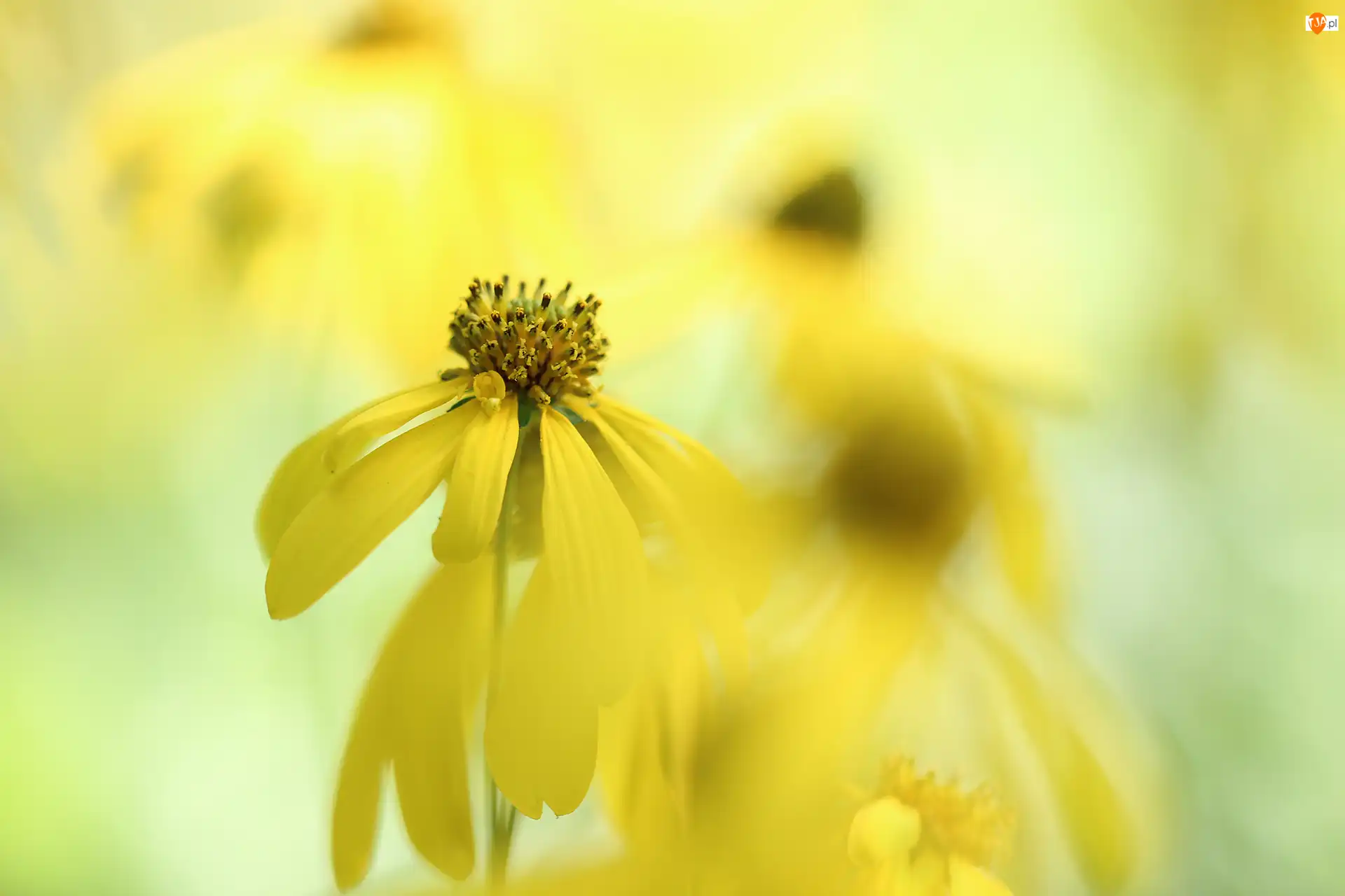 Zbliżenie, Rudbekia naga, Żółty, Kwiat