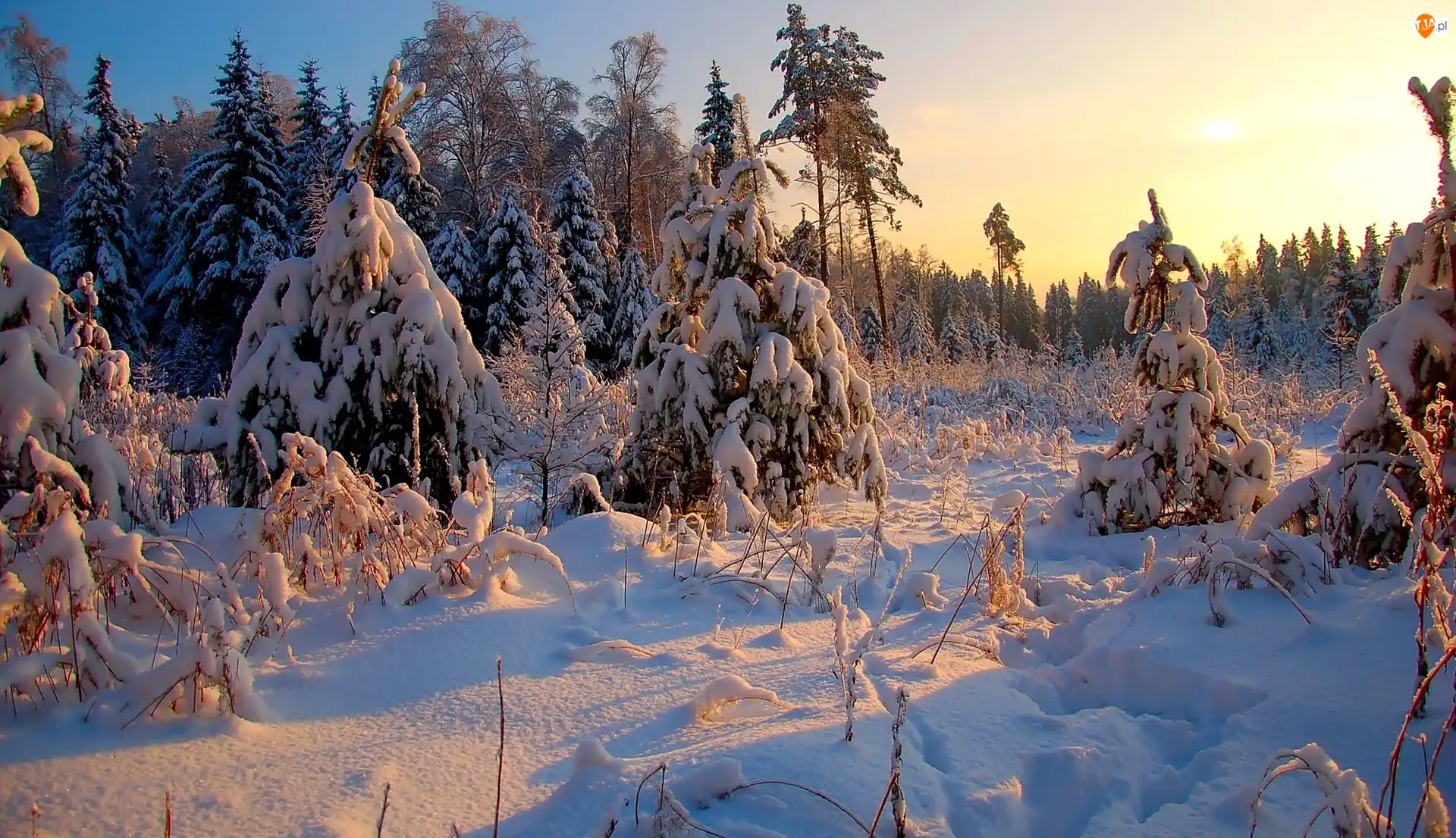 Śnieg, Zima, Las, Wschód słońca