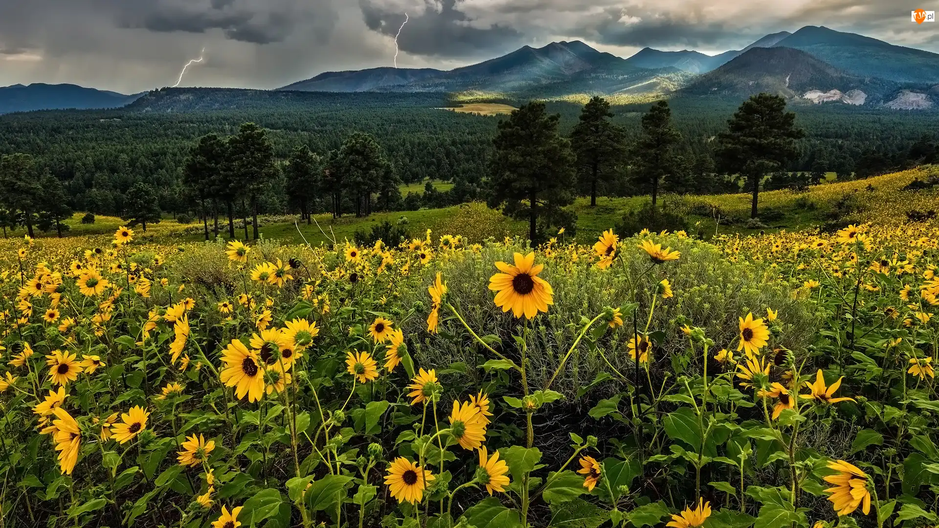 Stany Zjednoczone, Kwiaty, Arizona, Chmury, Piorun, Góry, San Francisco Peaks, Żółte, Drzewa