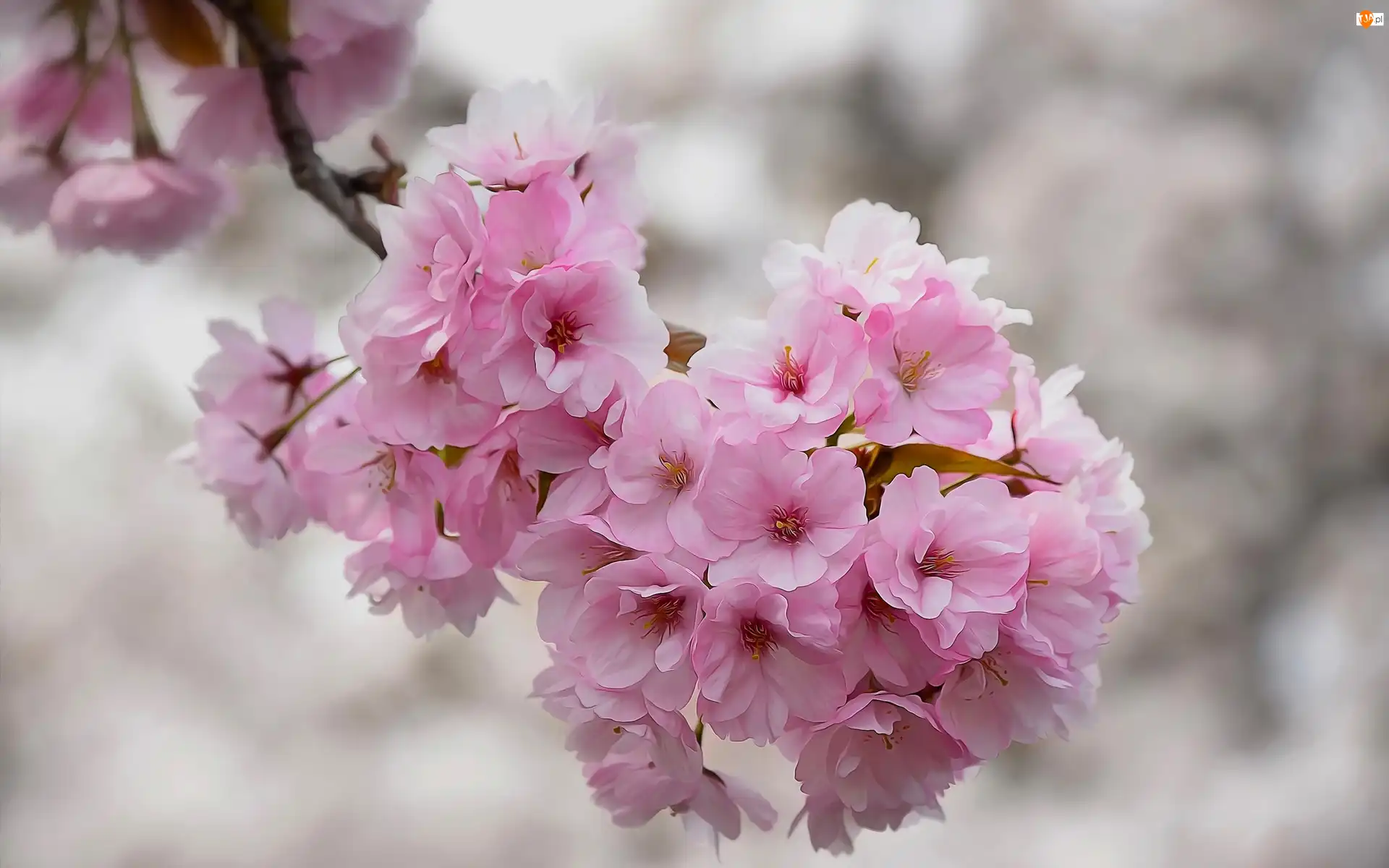 Wiśnia, Drzewo owocowe, Kwiaty