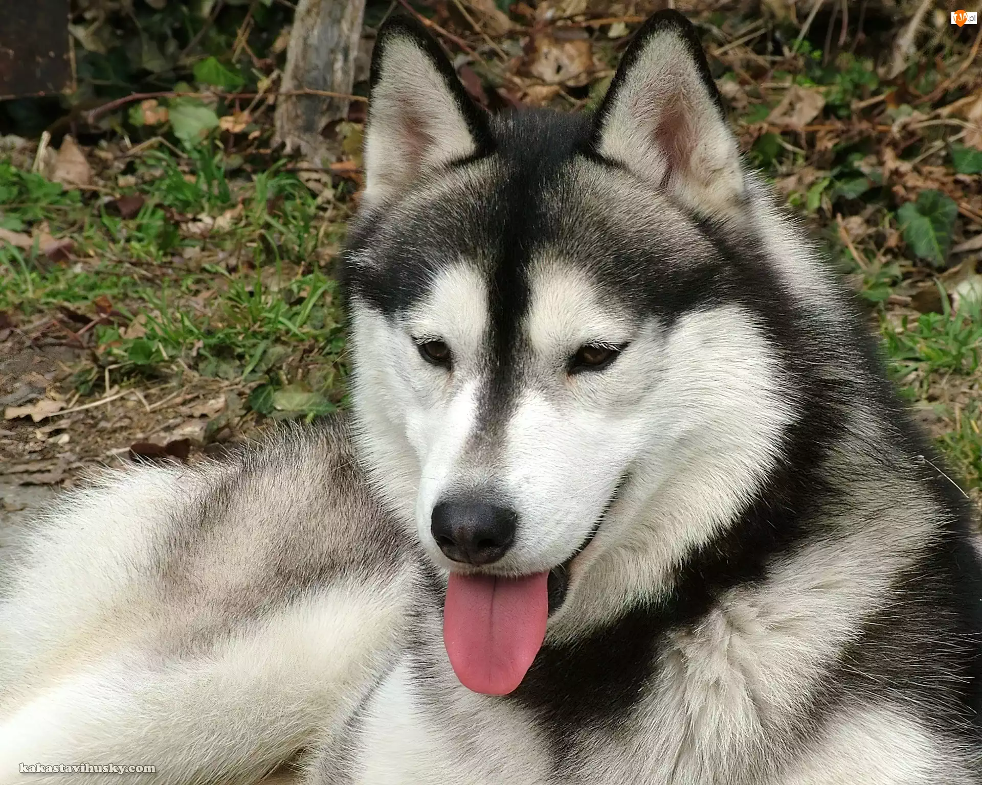 język, czarno-biały, Siberian Husky