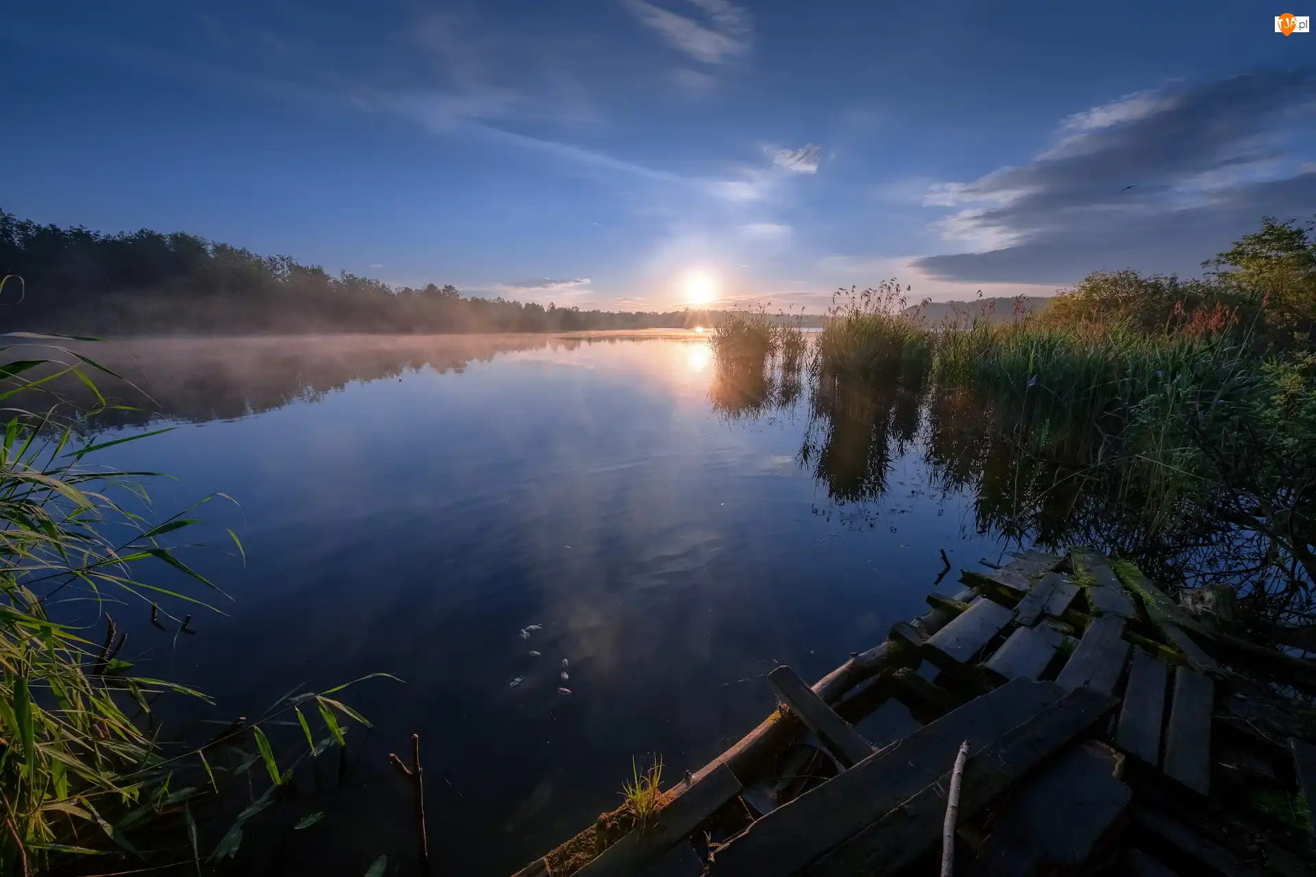 Drzewa, Jezioro, Szuwary, Wschód słońca