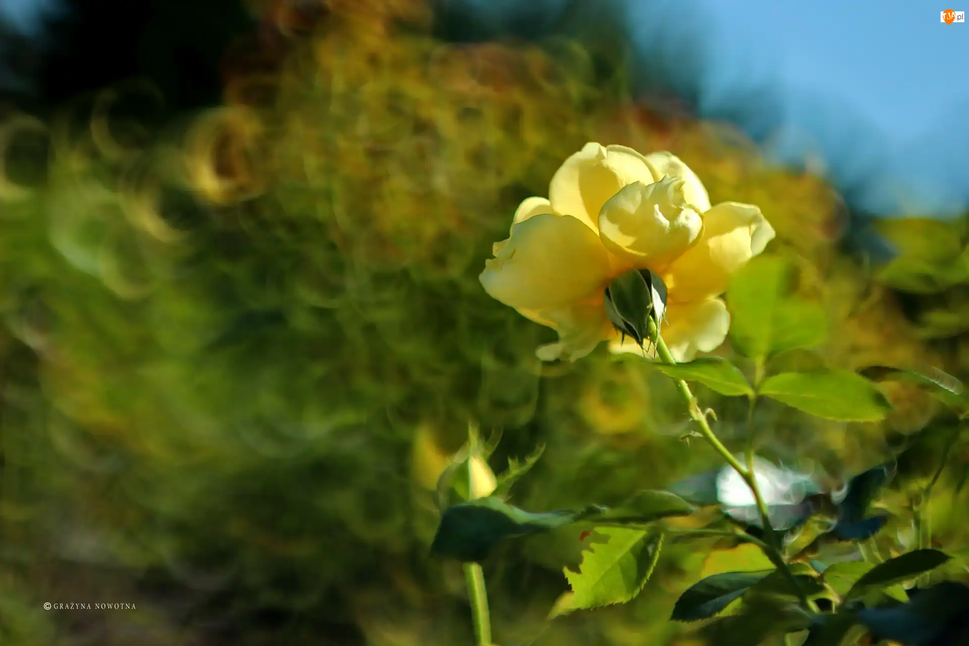 Bokeh, Żółta, RóżA