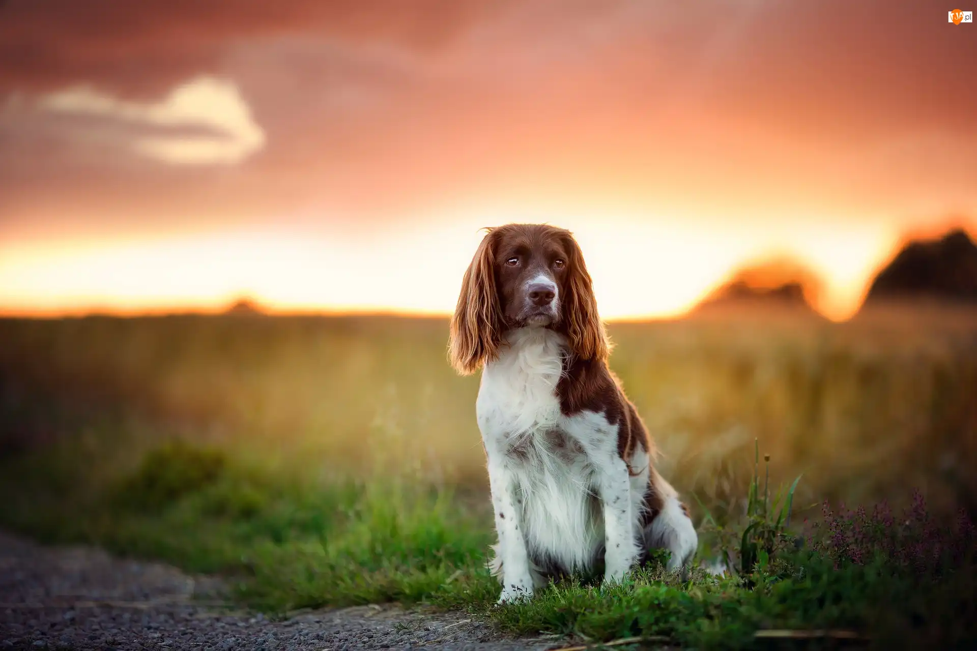 Trawa, Springer spaniel walijski, Pole
